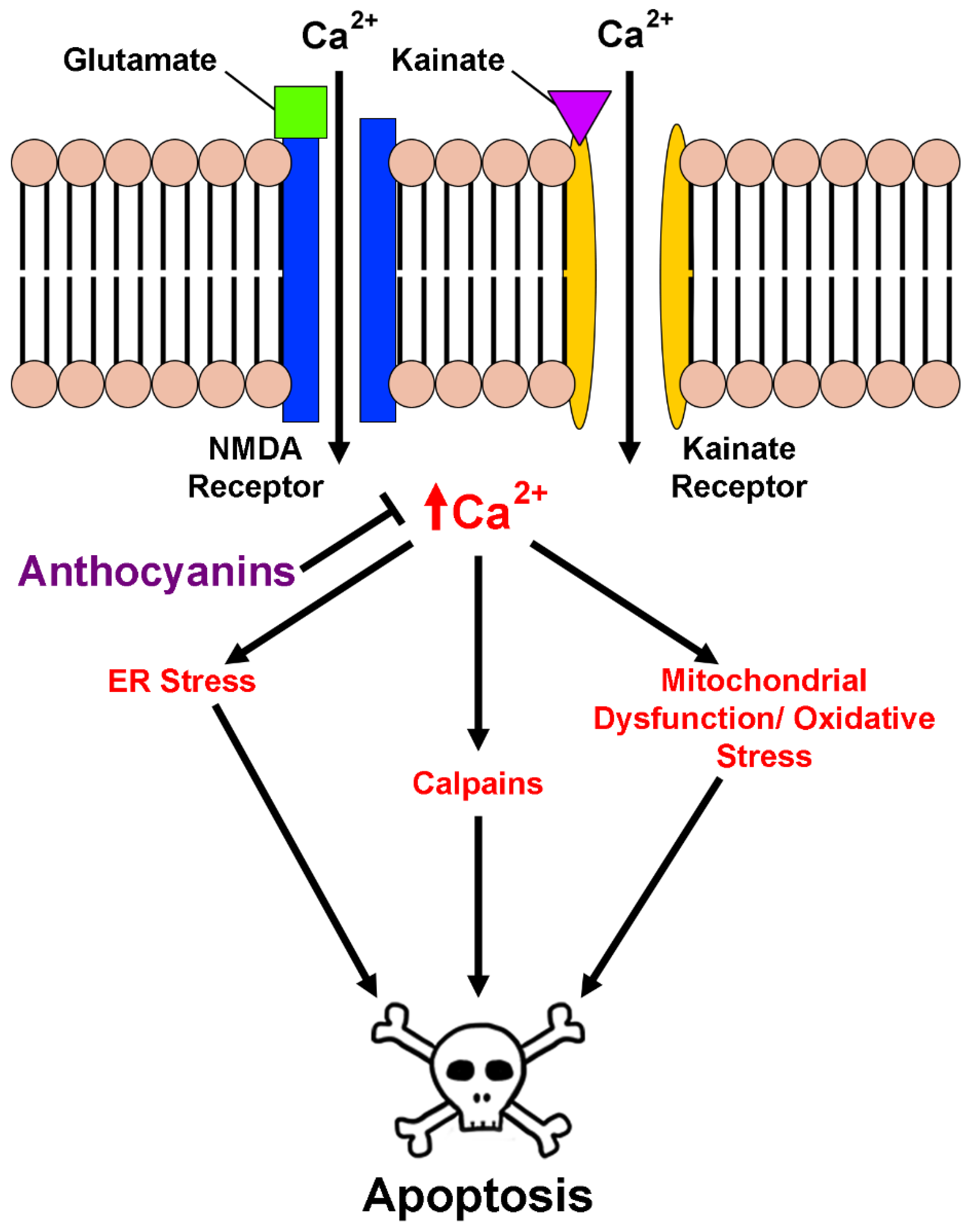 Antioxidants 08 00333 g004