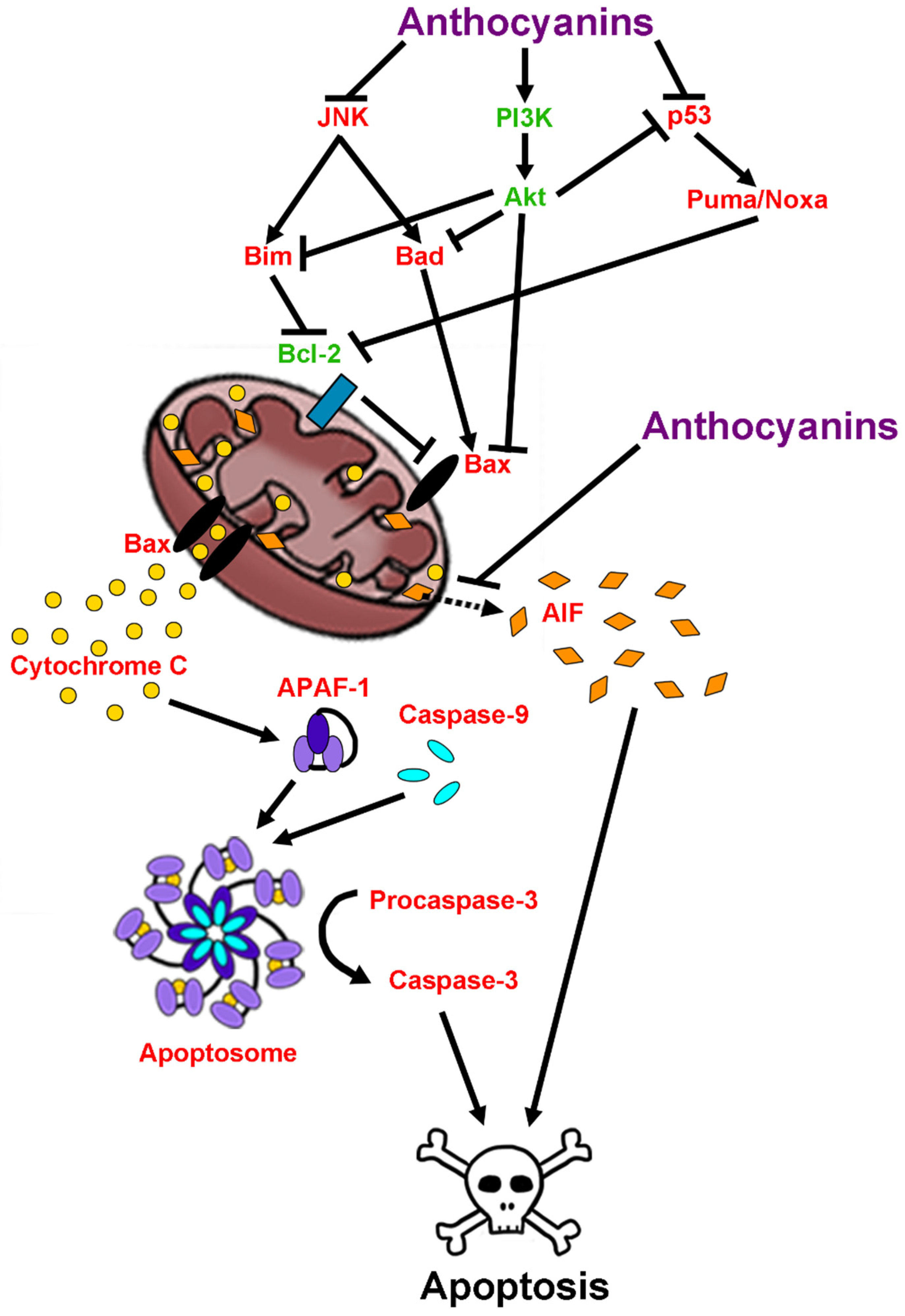 Anthocyanins and Their Metabolites as Therapeutic Agents for
