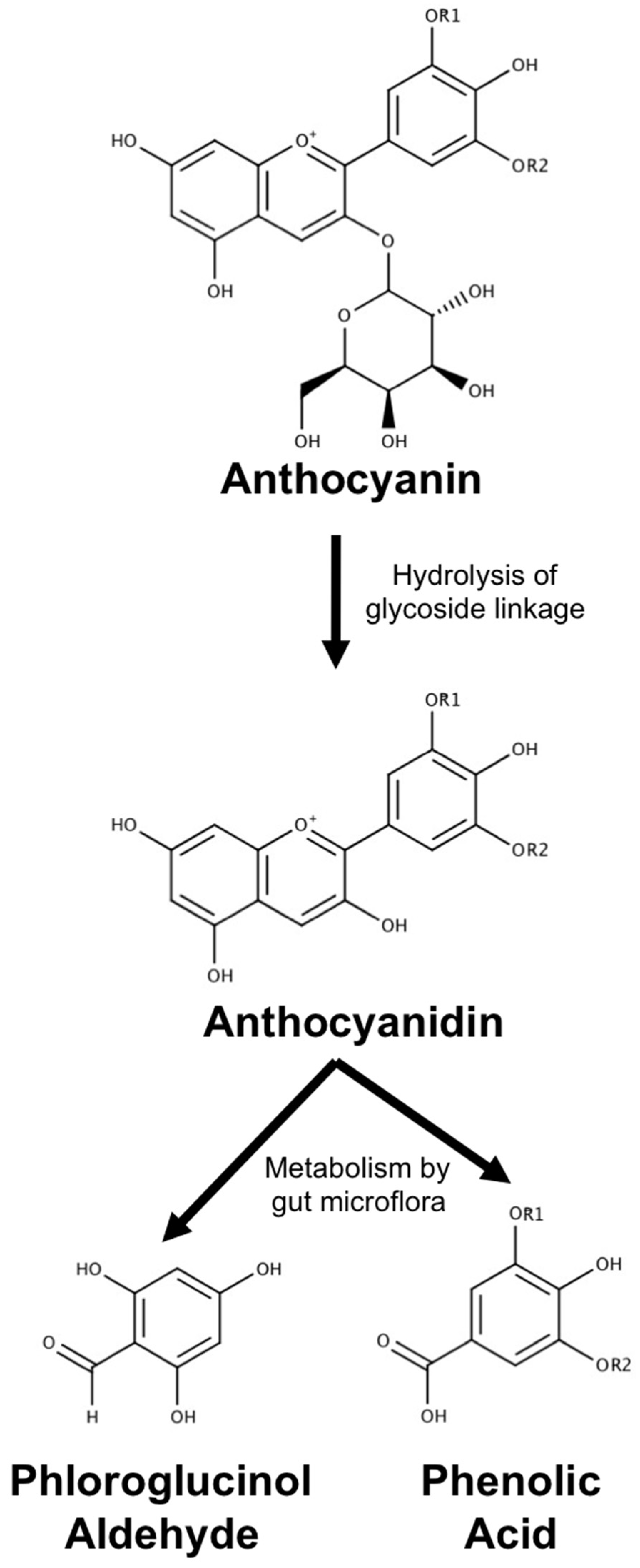 Antioxidants 08 00333 g008