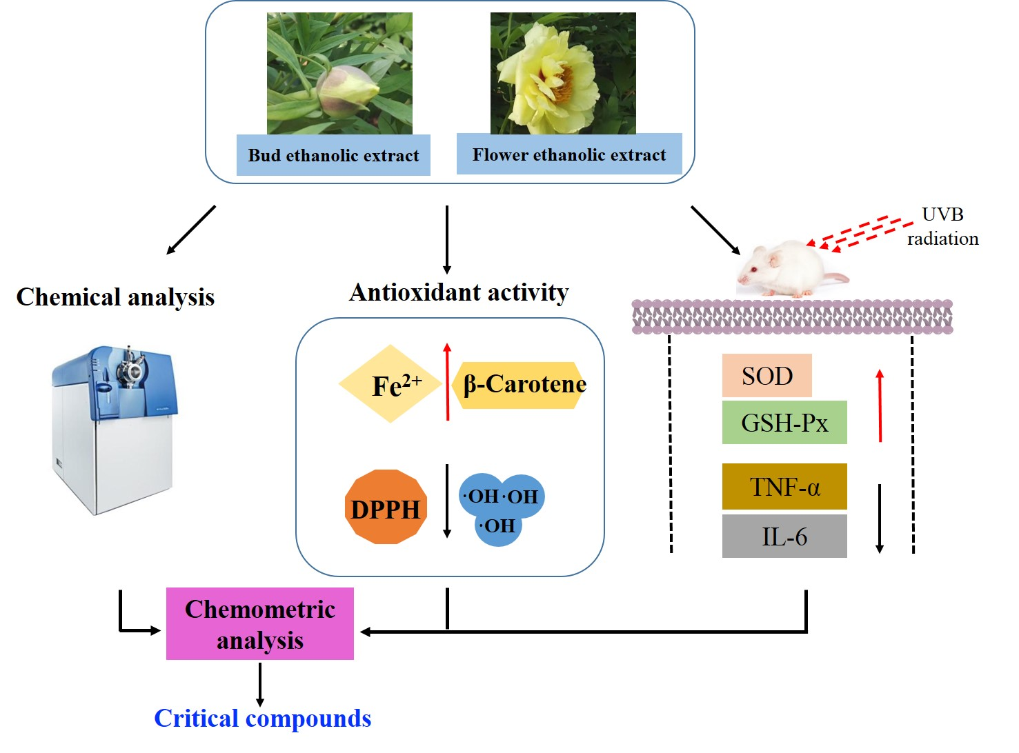 Antioxidants Free FullText Comparison of Chemical Compositions