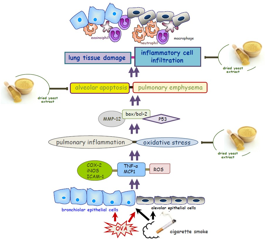 Antioxidants Free FullText Dried Yeast Extracts Curtails Pulmonary