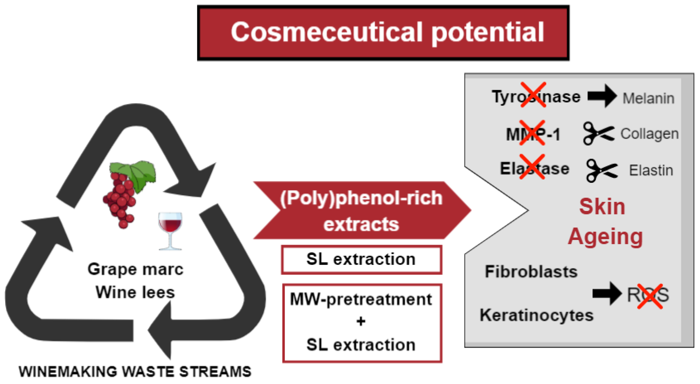Antioxidants Free FullText PolyphenolRich Extracts Obtained from Winemaking Waste Streams