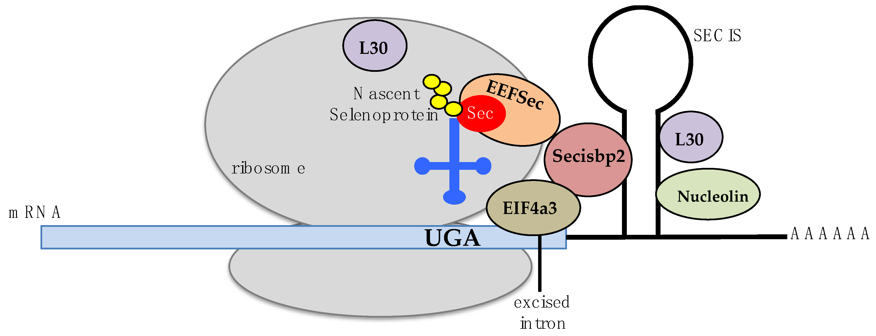 Antioxidants 08 00357 g001