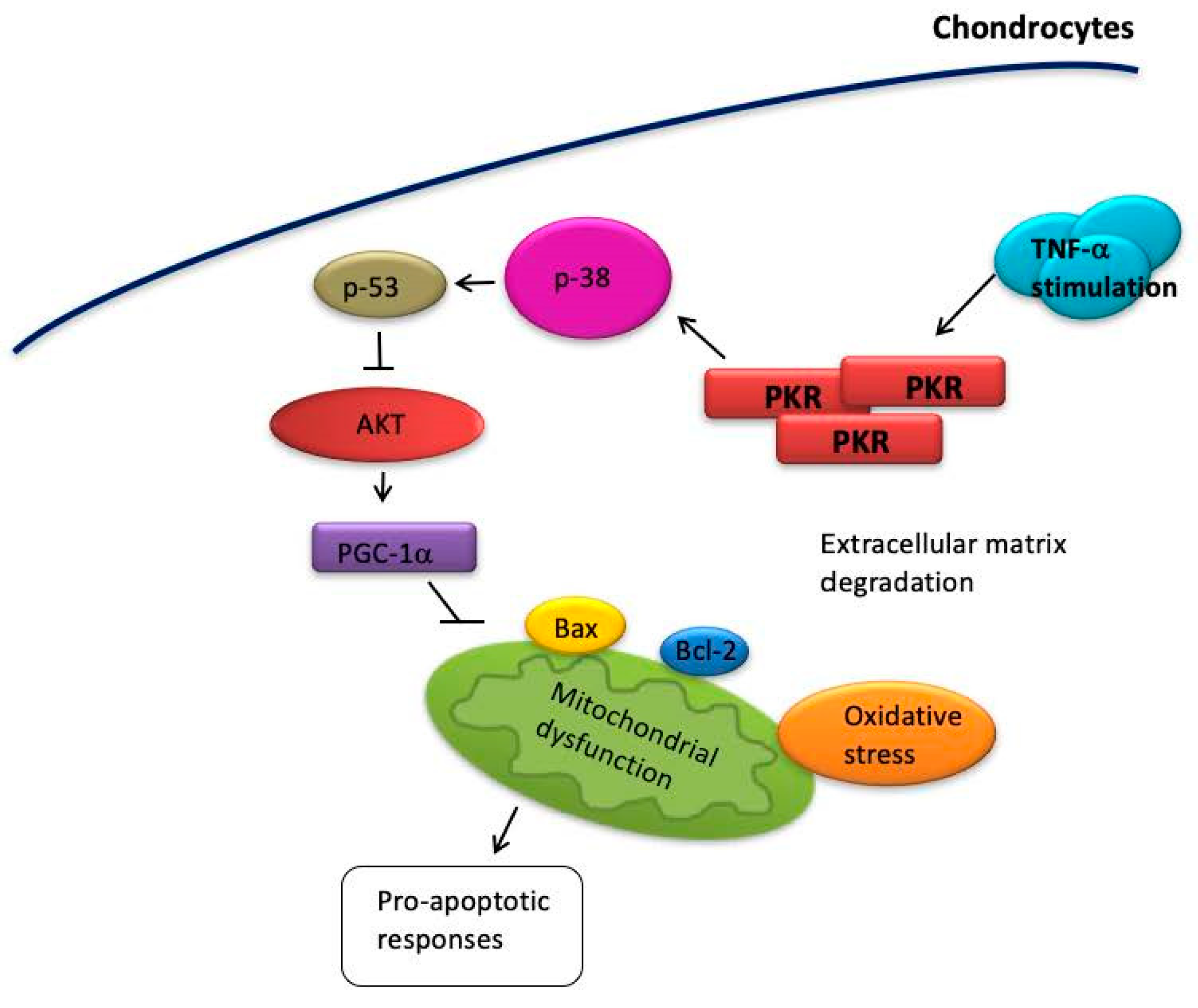 Antioxidants 08 00370 g008