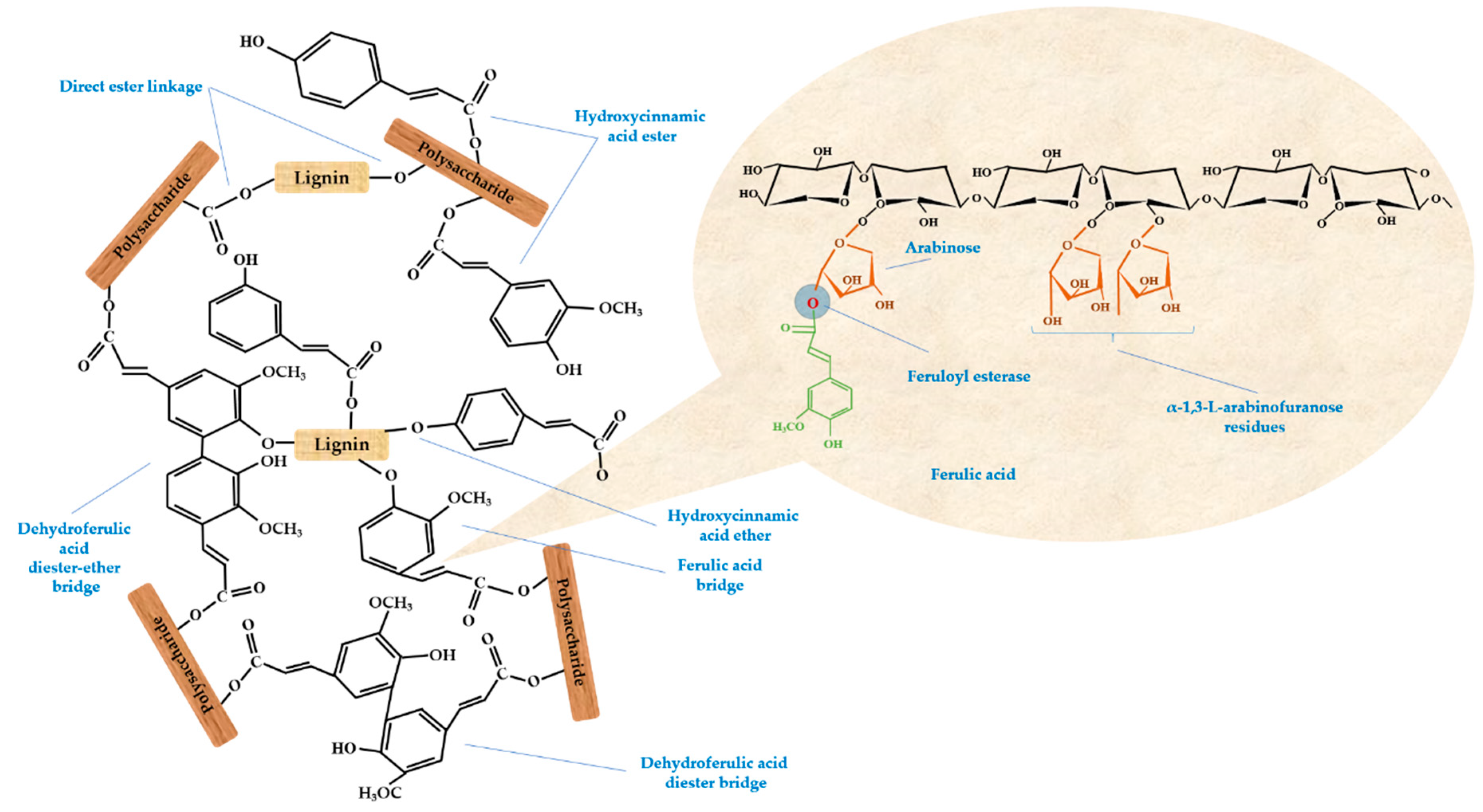 Antioxidants 08 00372 g005