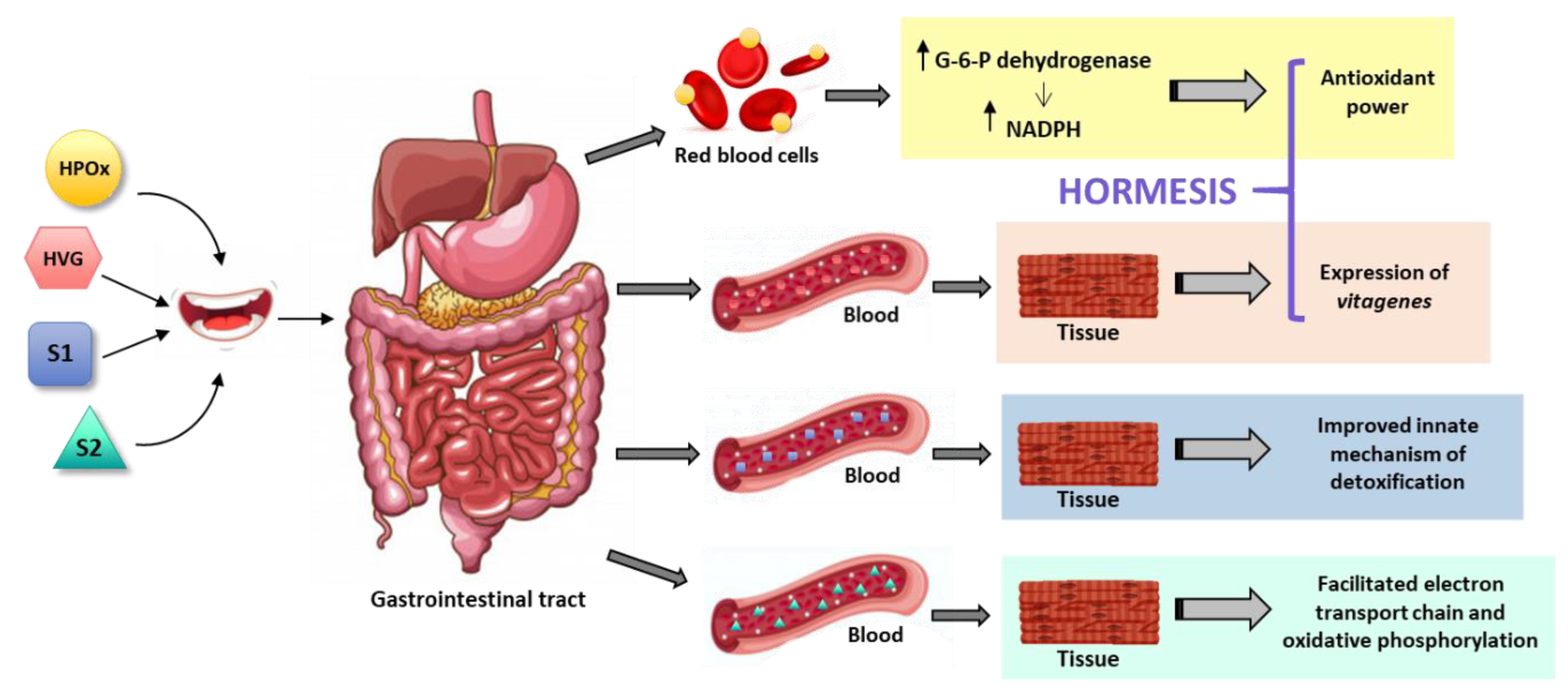 Antioxidants Free FullText Hormetic and MitochondriaRelated