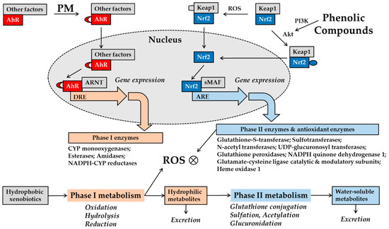 Can Plant Phenolic Compounds Protect the Skin from Airborne