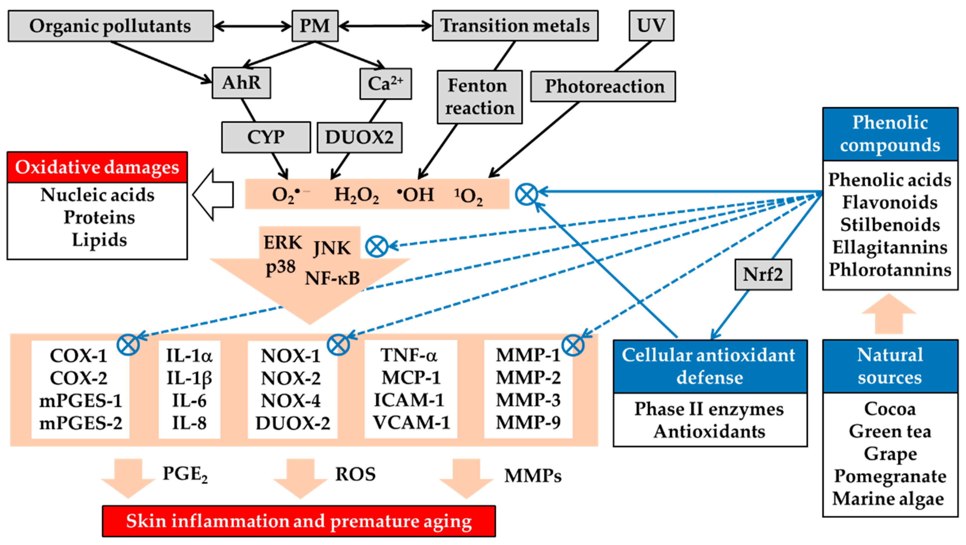 Can Plant Phenolic Compounds Protect the Skin from Airborne