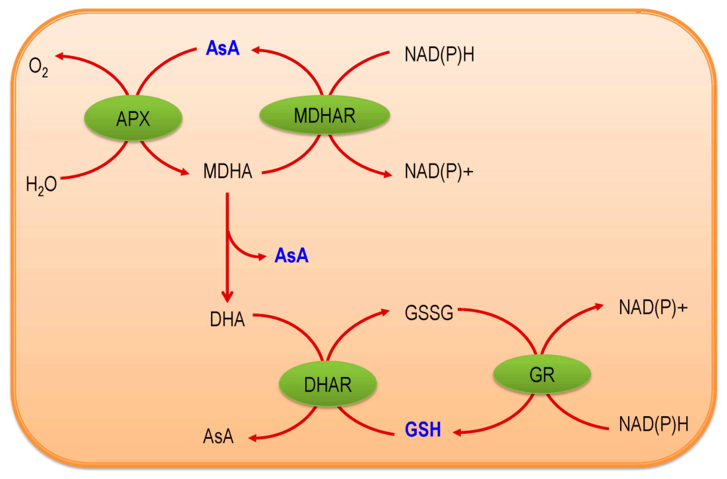 Fractal and Topological Analyses and Antioxidant Defense