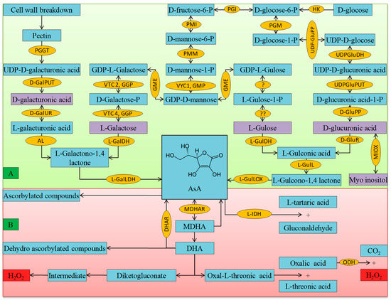 Regulation of Ascorbate-Glutathione Pathway in Mitigating