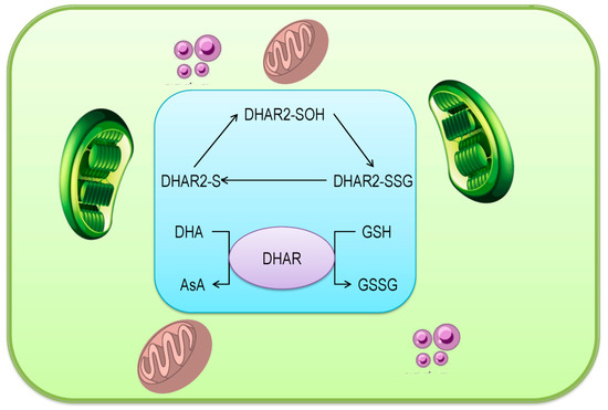 Regulation of Ascorbate-Glutathione Pathway in Mitigating