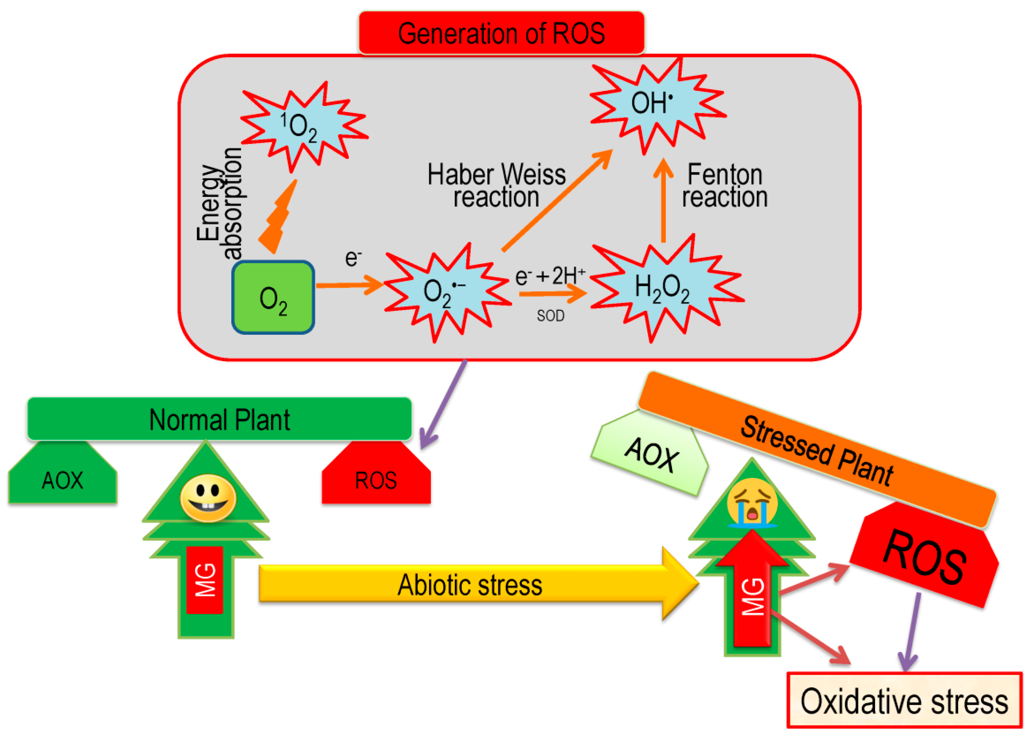 Antioxidants Free FullText Regulation of Ascorbate
