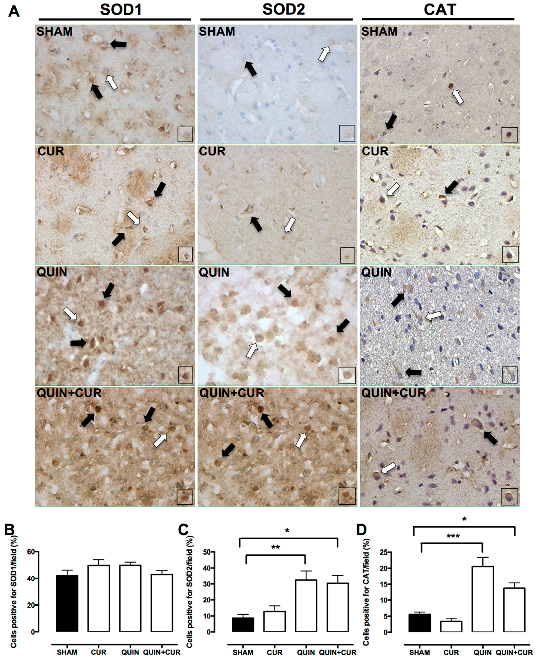 Antioxidants 08 00388 g007