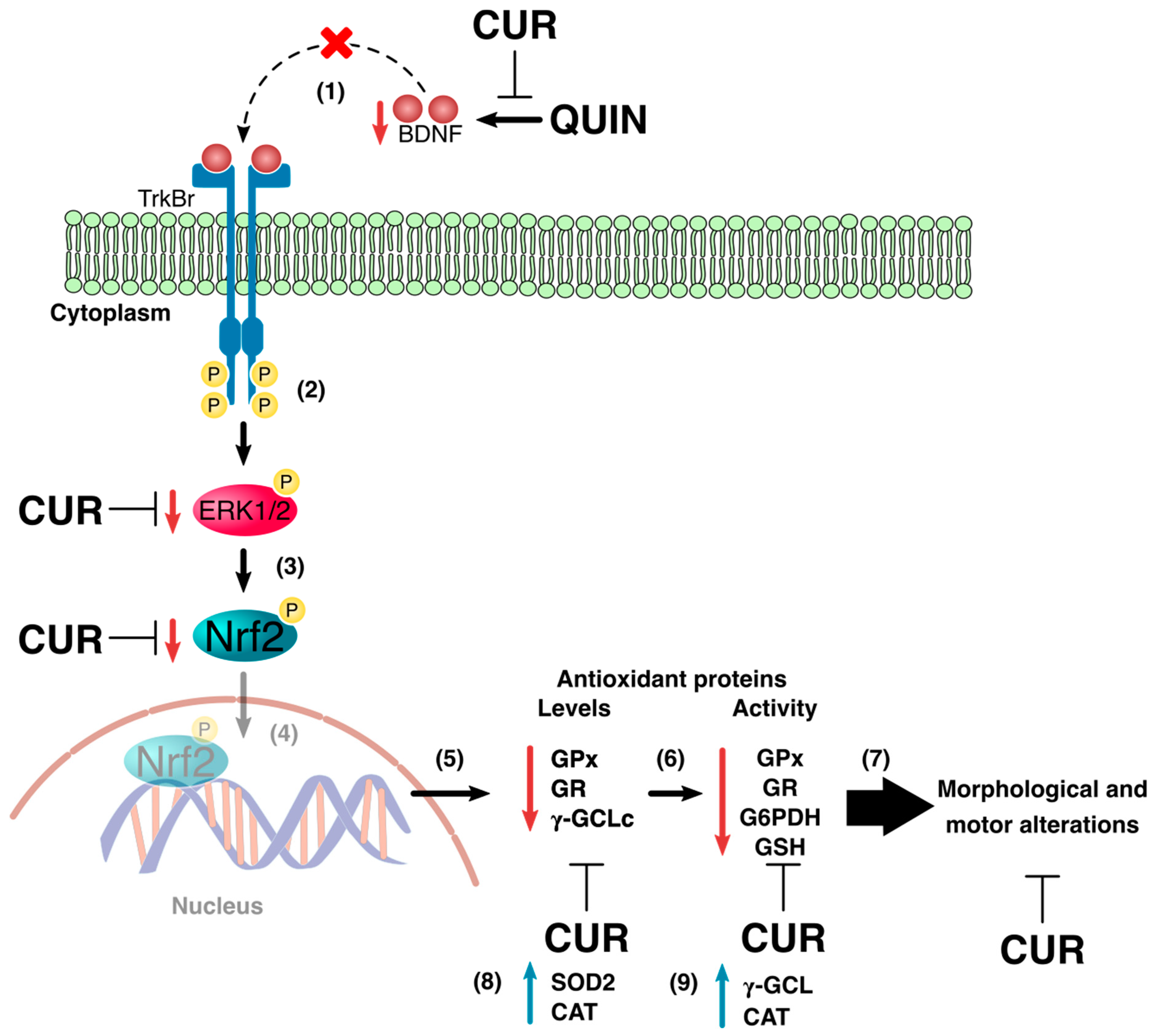 Antioxidants 08 00388 g009