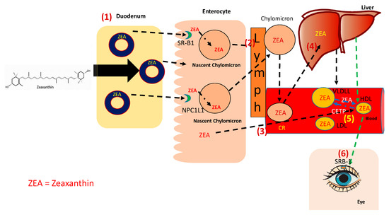 Zeaxanthin: Metabolism, Properties, and Antioxidant Protection of Eyes, Heart, Liver, and Skin