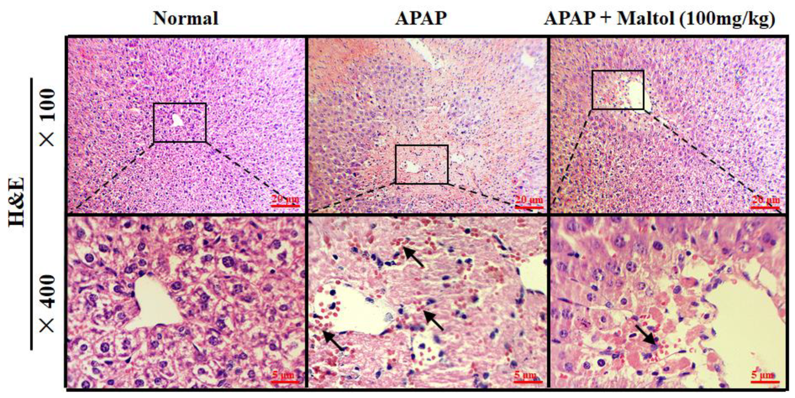 Antioxidants 08 00395 g003 Antioxidants 08 00395 g003