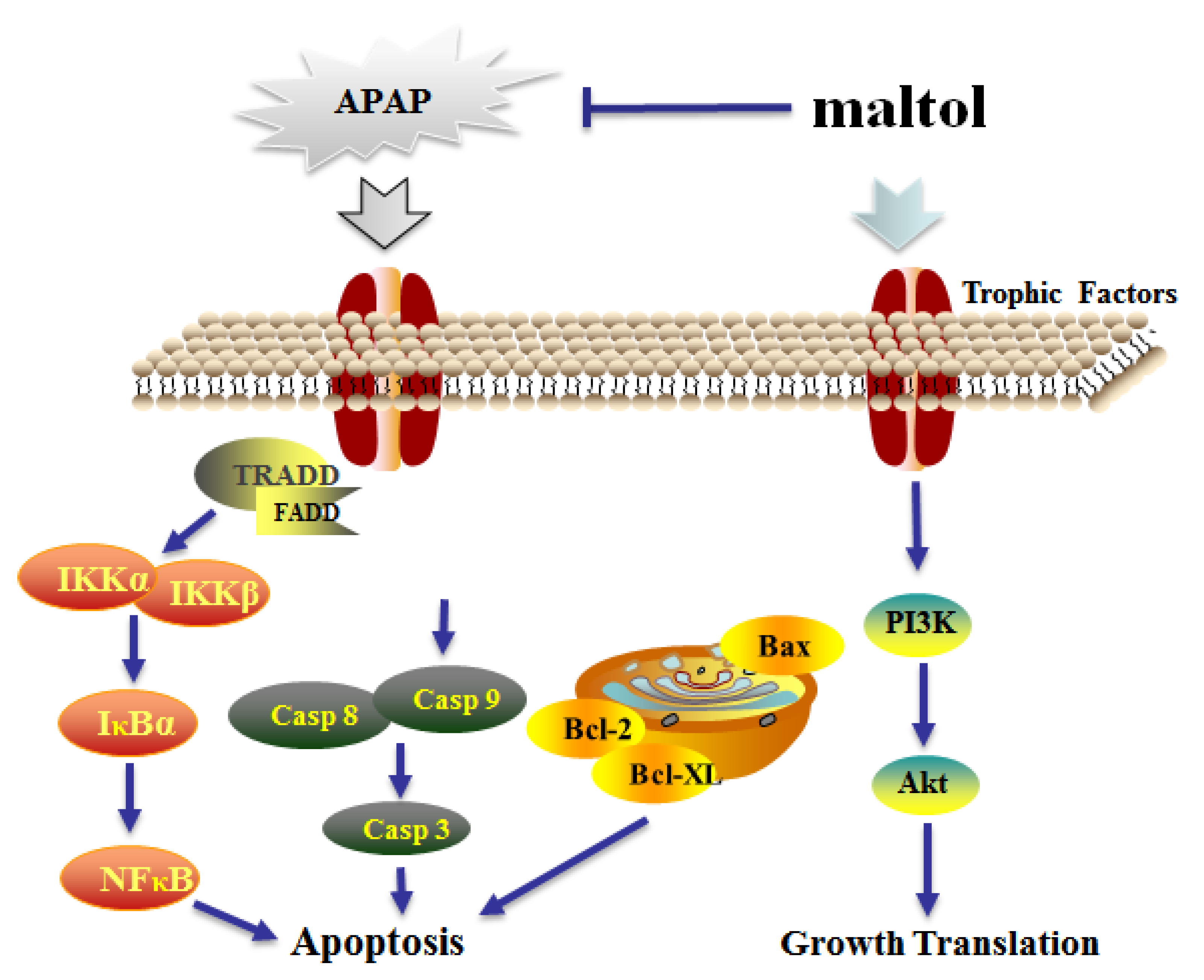 Antioxidants 08 00395 g008 Antioxidants 08 00395 g008