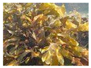 Antioxidants 08 00406 i002 Antioxidants 08 00406 i002