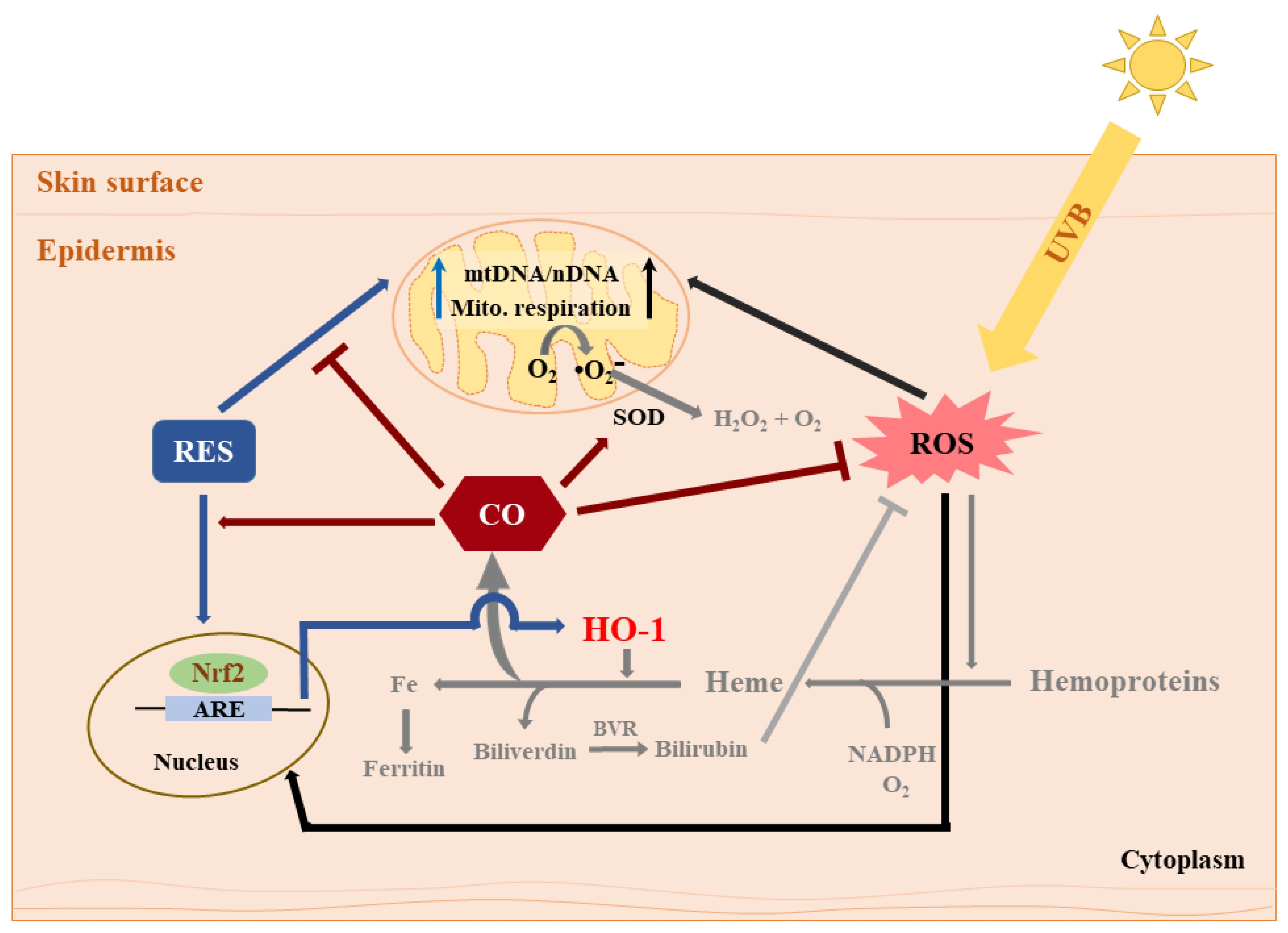 Antioxidants Free FullText Carbon Monoxide Partially Mediates Protective Effect of