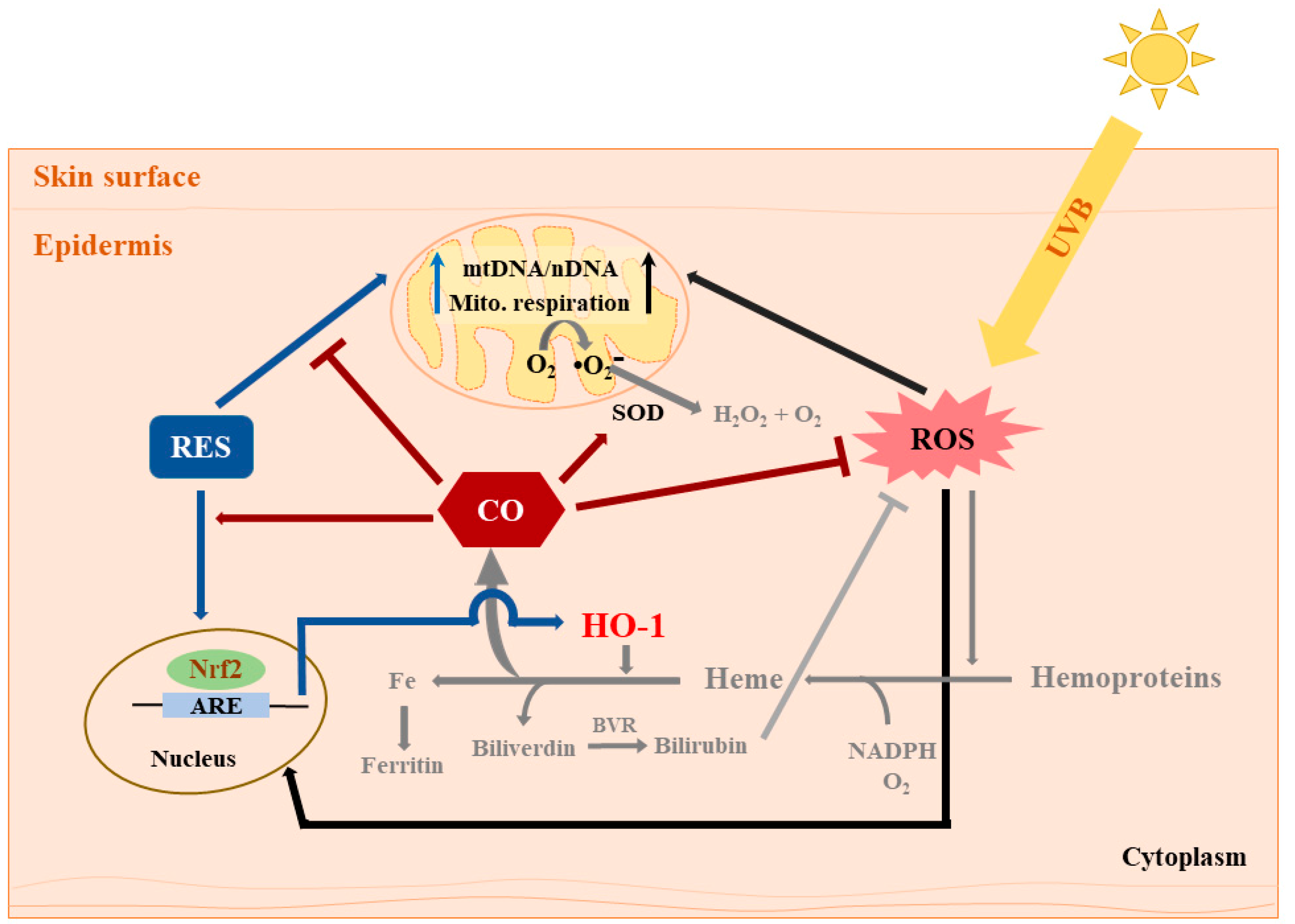 Antioxidants 08 00432 g004 Antioxidants 08 00432 g004