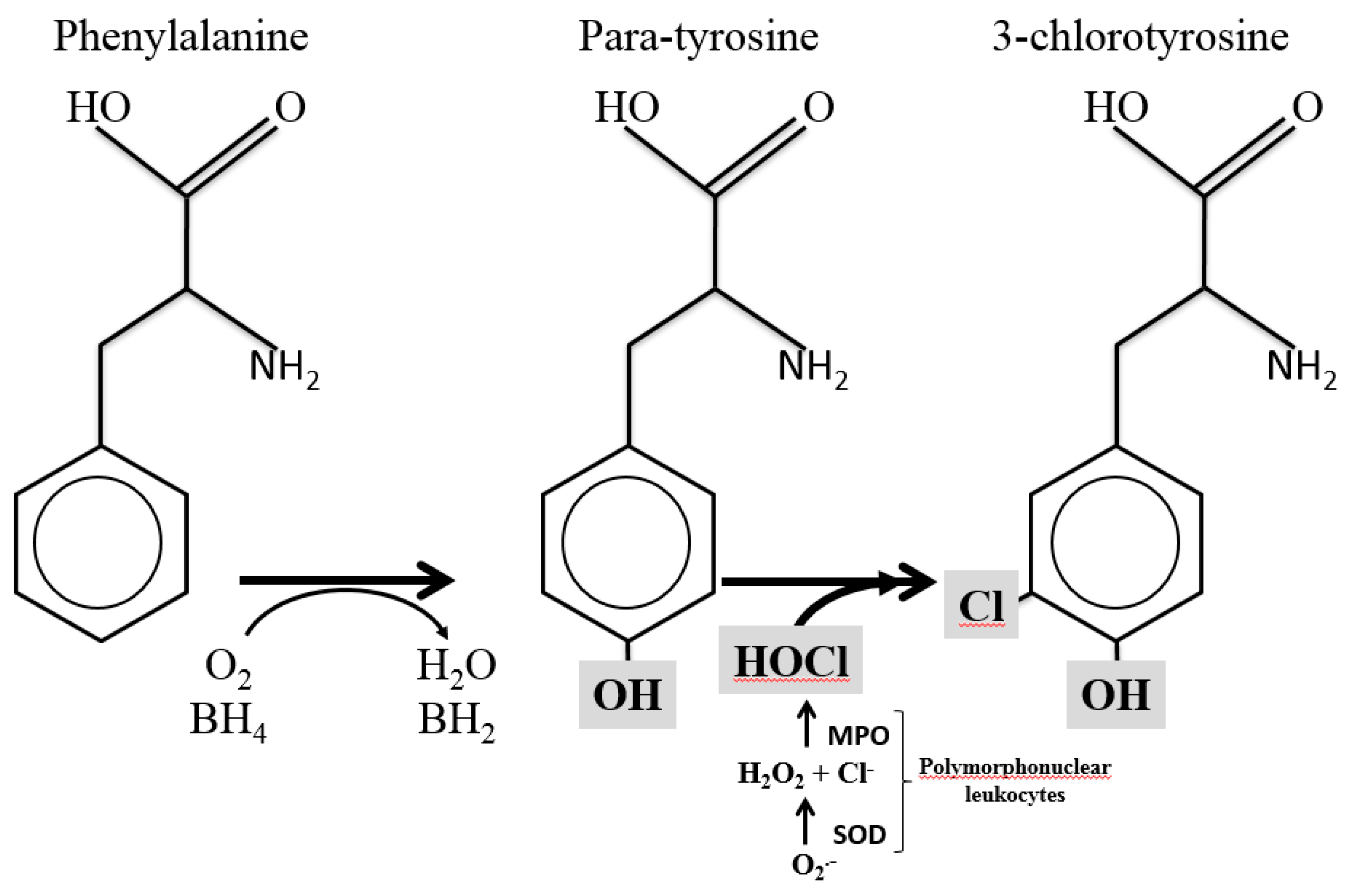 Antioxidants 08 00441 g001 Antioxidants 08 00441 g001