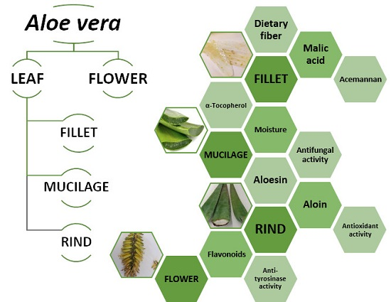 aloe vera e candida