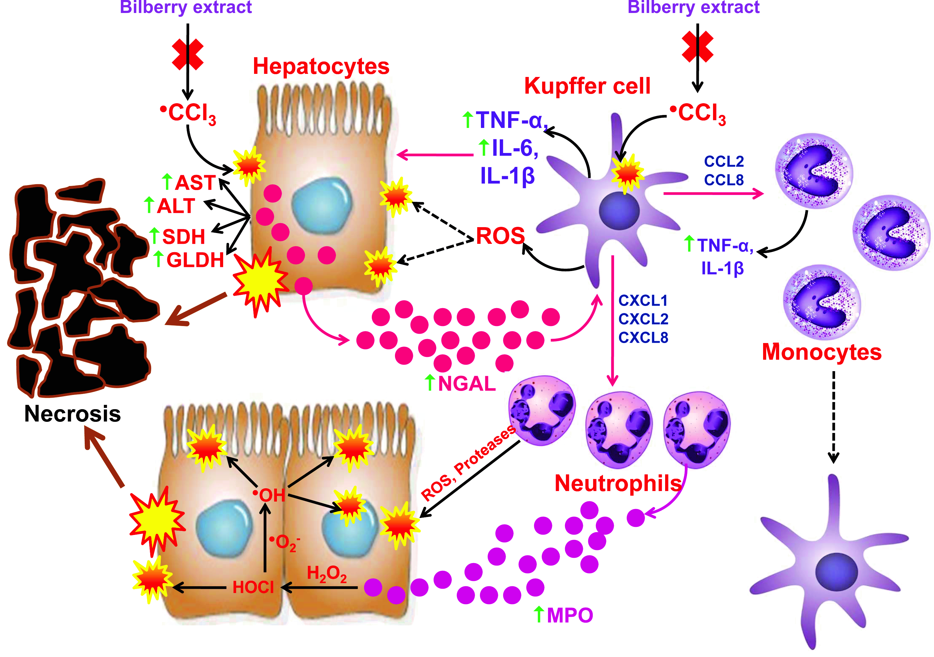 Antioxidants Free FullText Anthocyanins Protect Hepatocytes