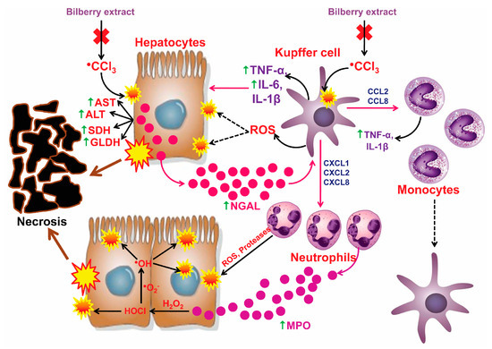 Figure 5 from Hepatoprotective effects of Lycium chinense Miller fruit and  its constituent betaine in CCl4-induced hepatic damage in rats.