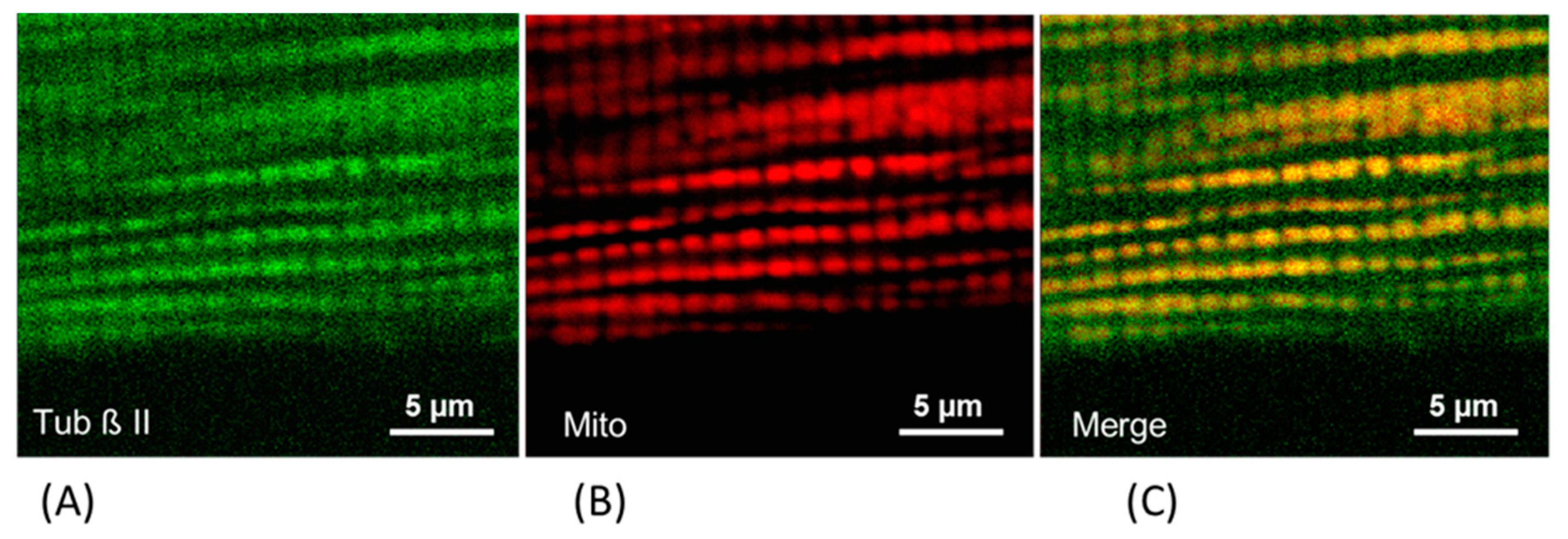 Antioxidants 08 00454 g002