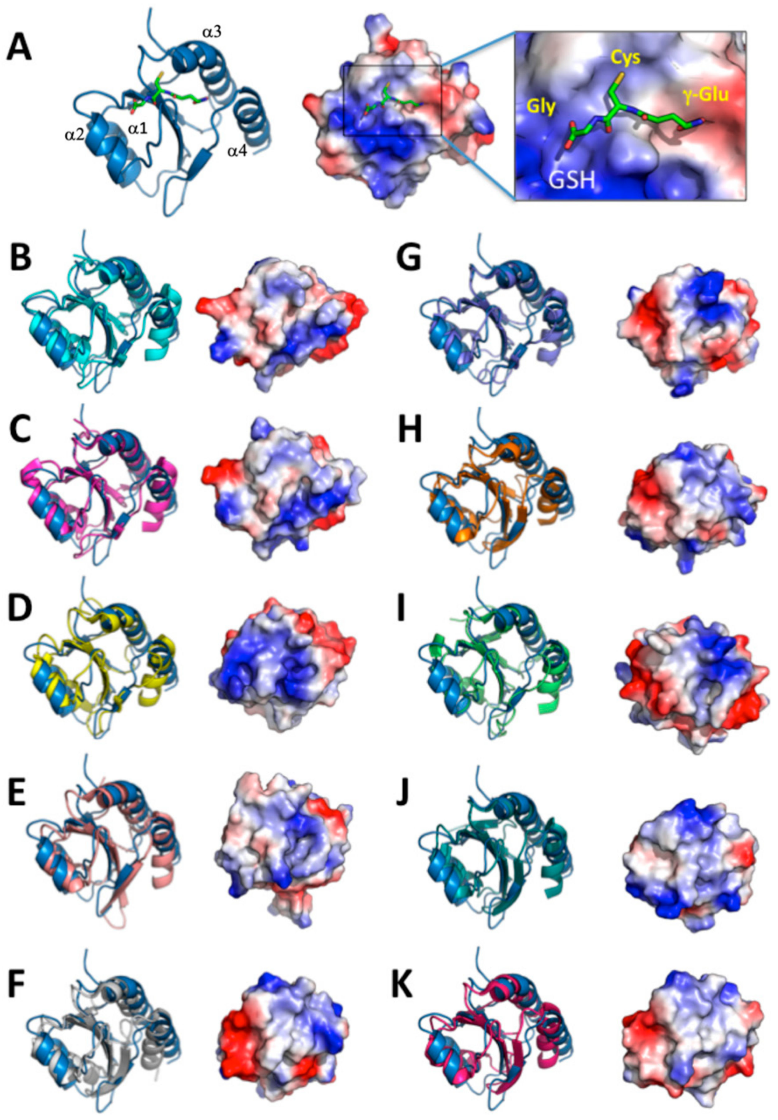 Antioxidants 08 00461 g005 Antioxidants 08 00461 g005