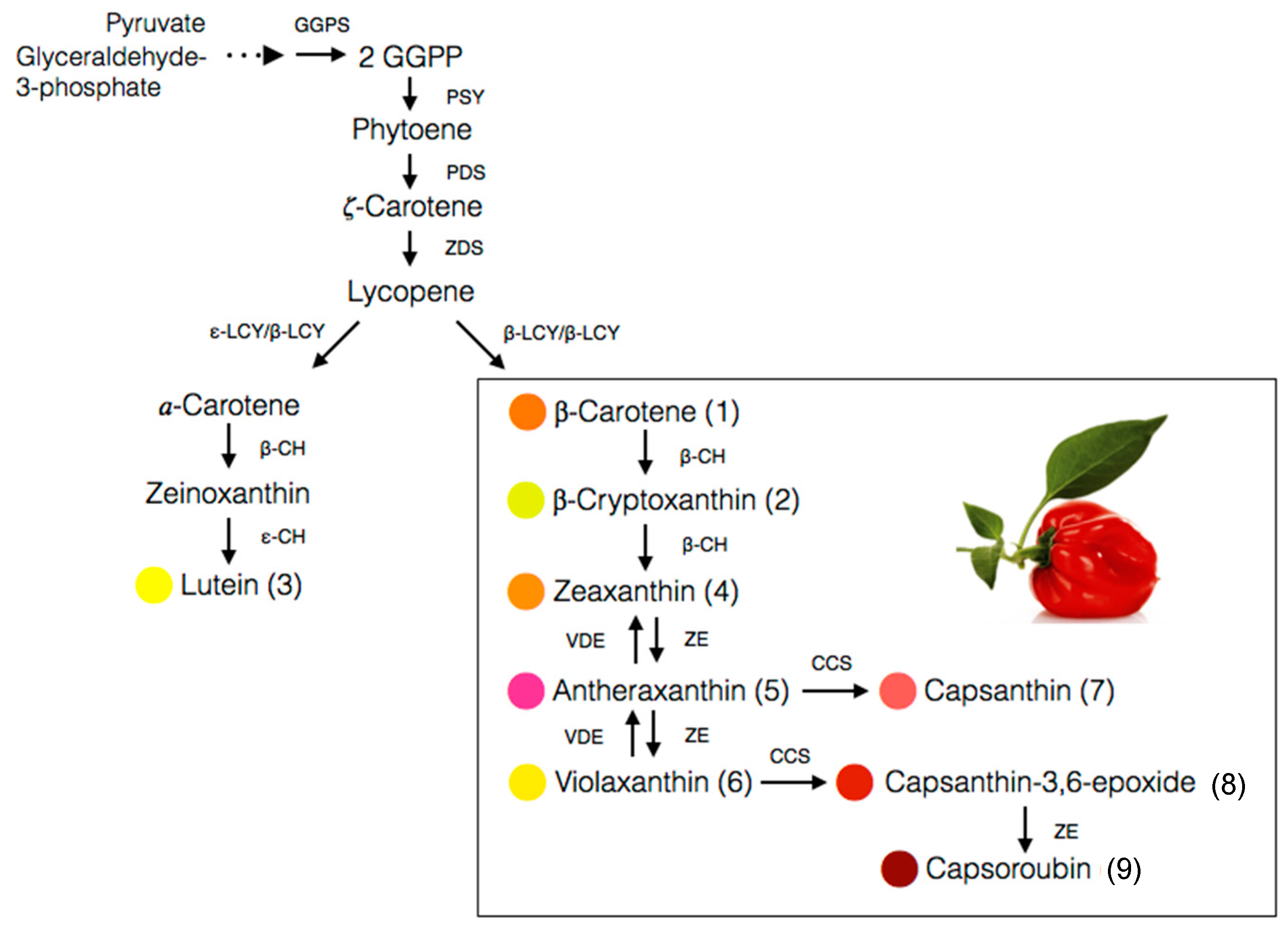 Antioxidants 08 00469 g004