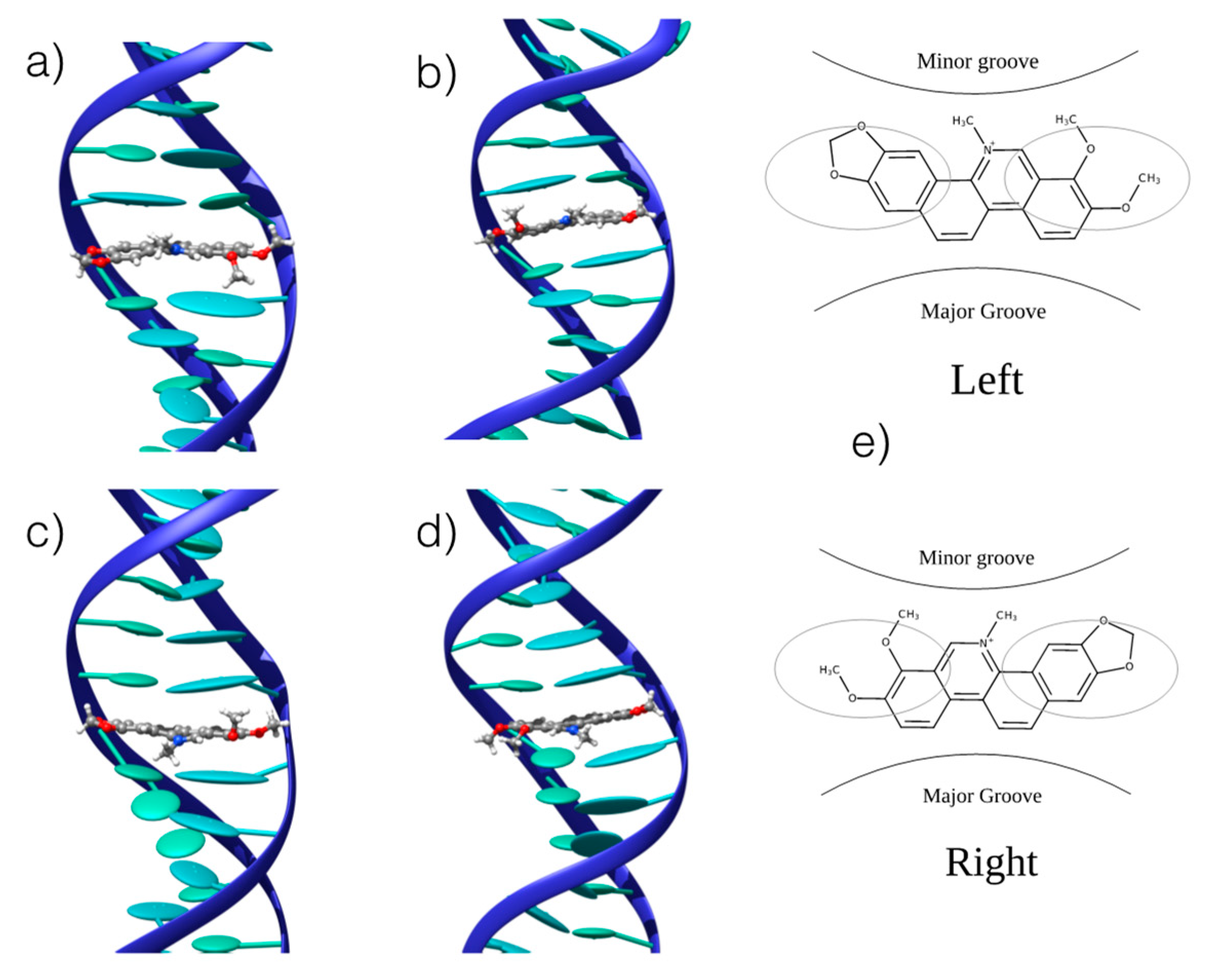 Antioxidants Free Full-Text Targeting G-quadruplexes with Organic Dyes Chelerythrine–DNA Binding Elucidated by Combining Molecular Modeling and Optical Spectroscopy picture photo