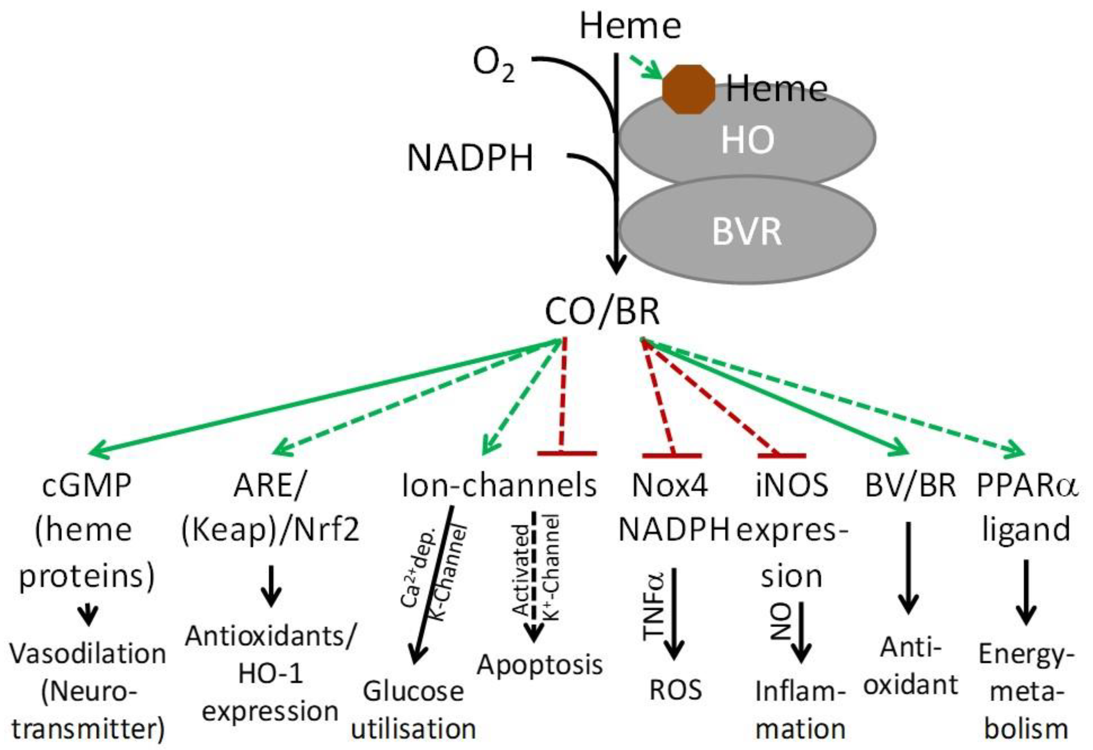 Antioxidants, Free Full-Text