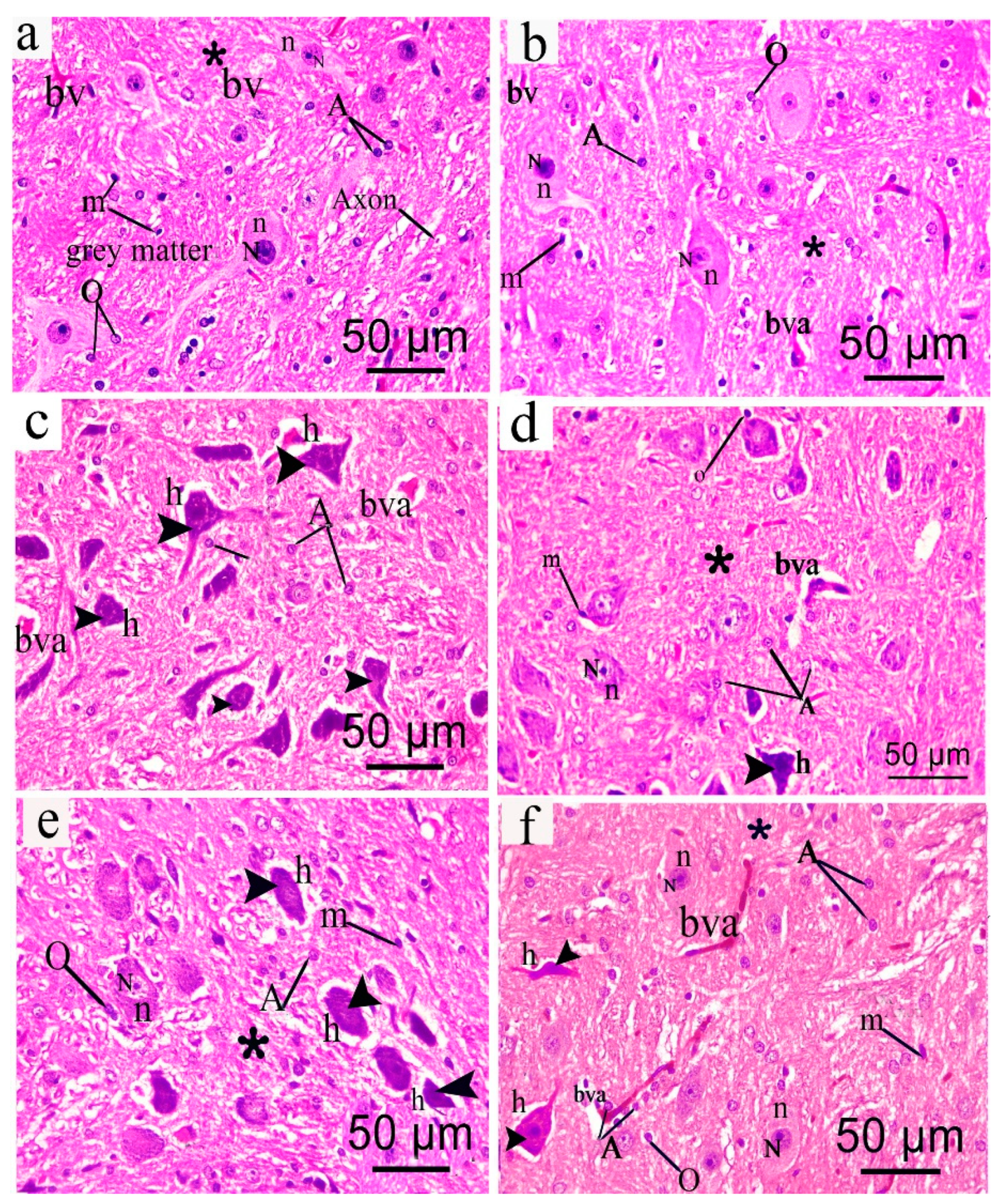 Antioxidants 08 00482 g007