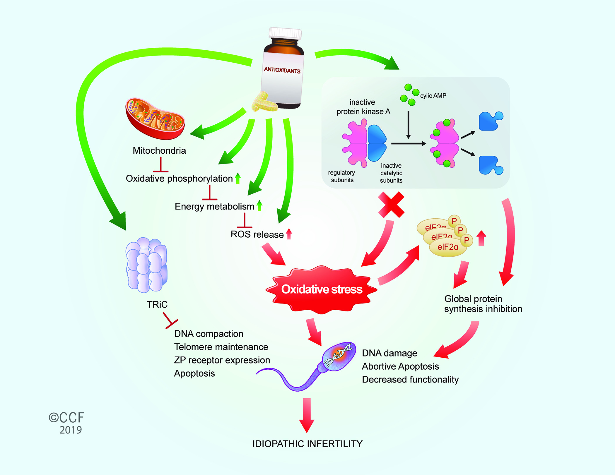 cleveland clinic telomere cleveland clinic telomere