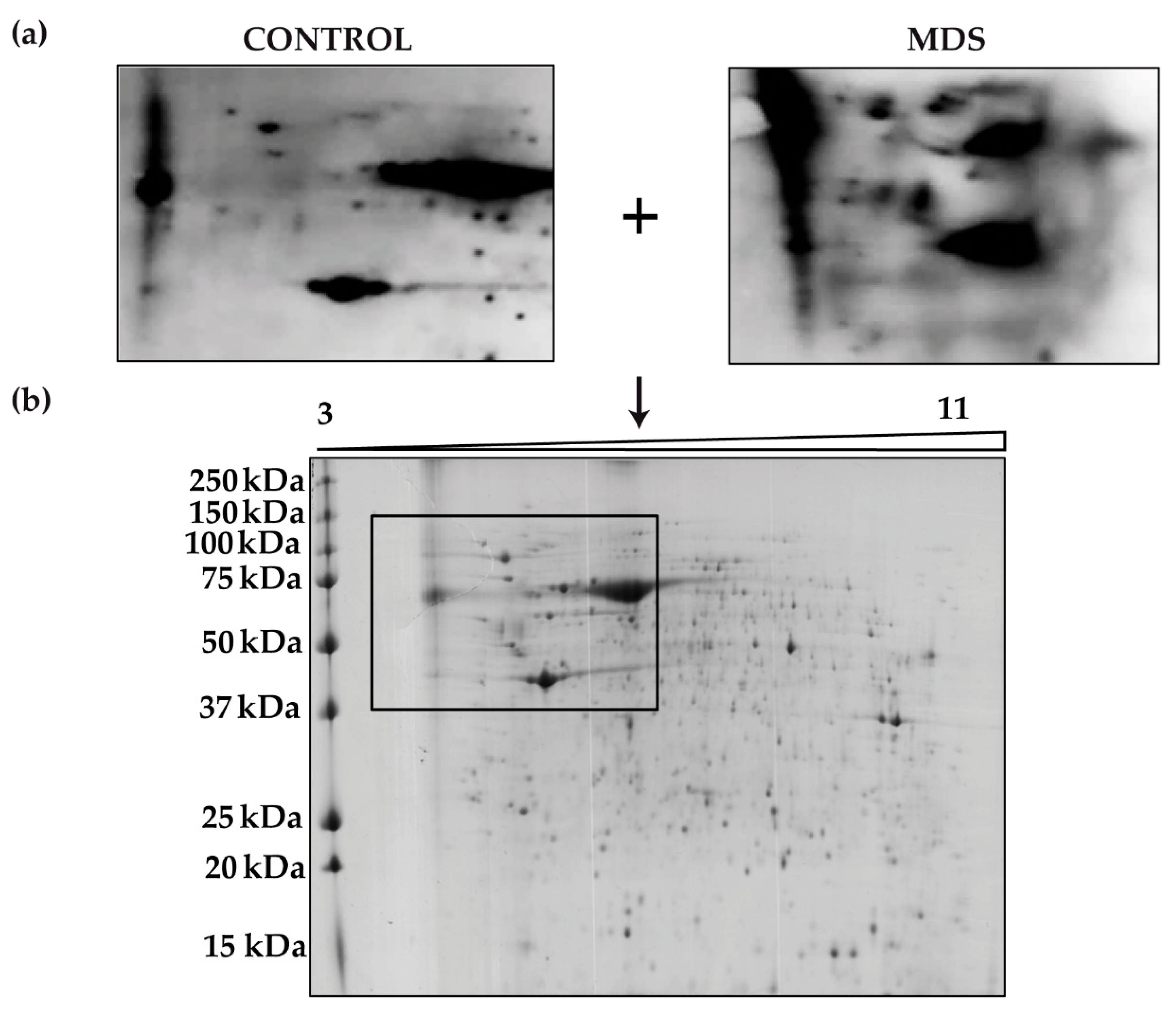 Antioxidants 08 00508 g004