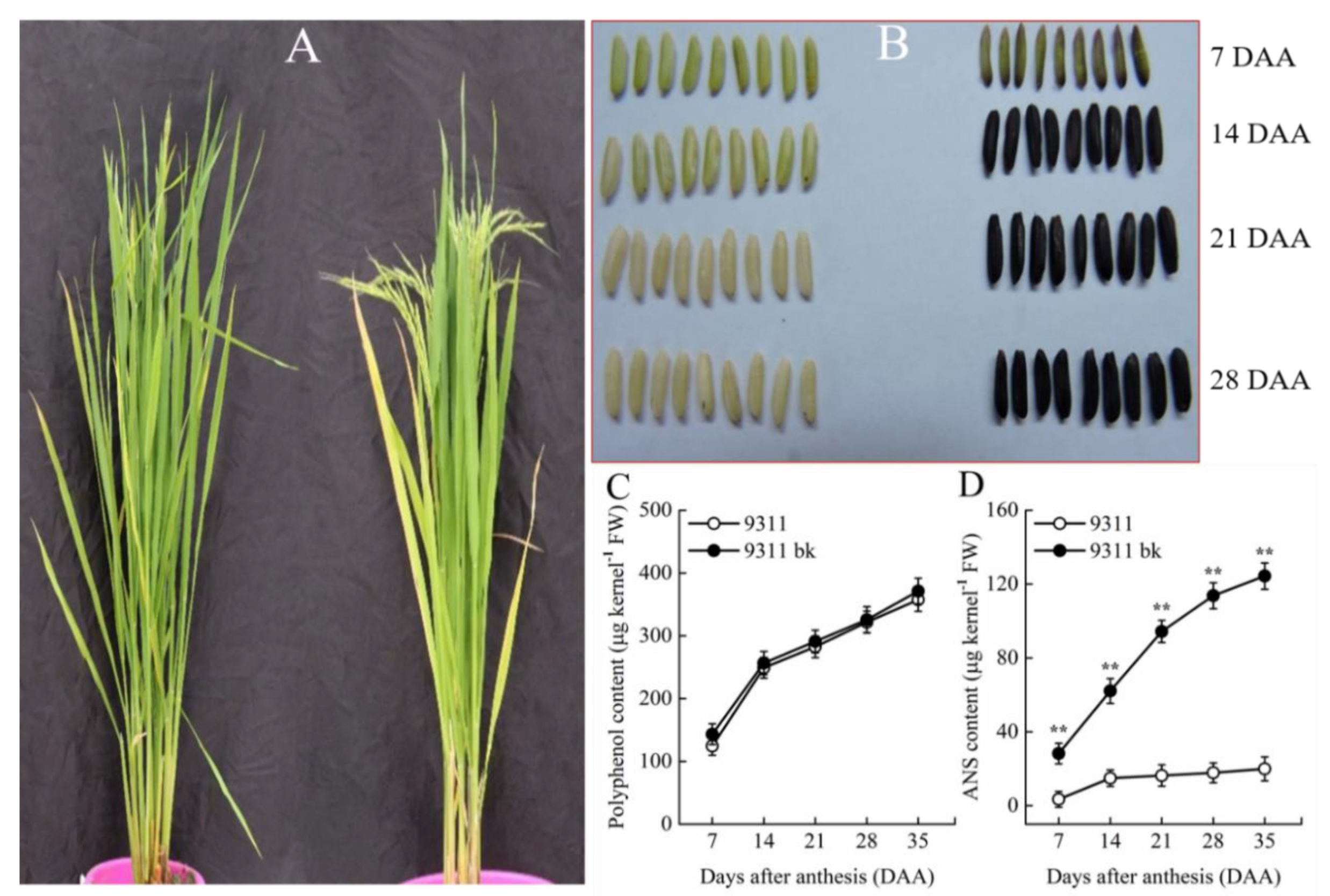 Antioxidants 08 00510 g001
