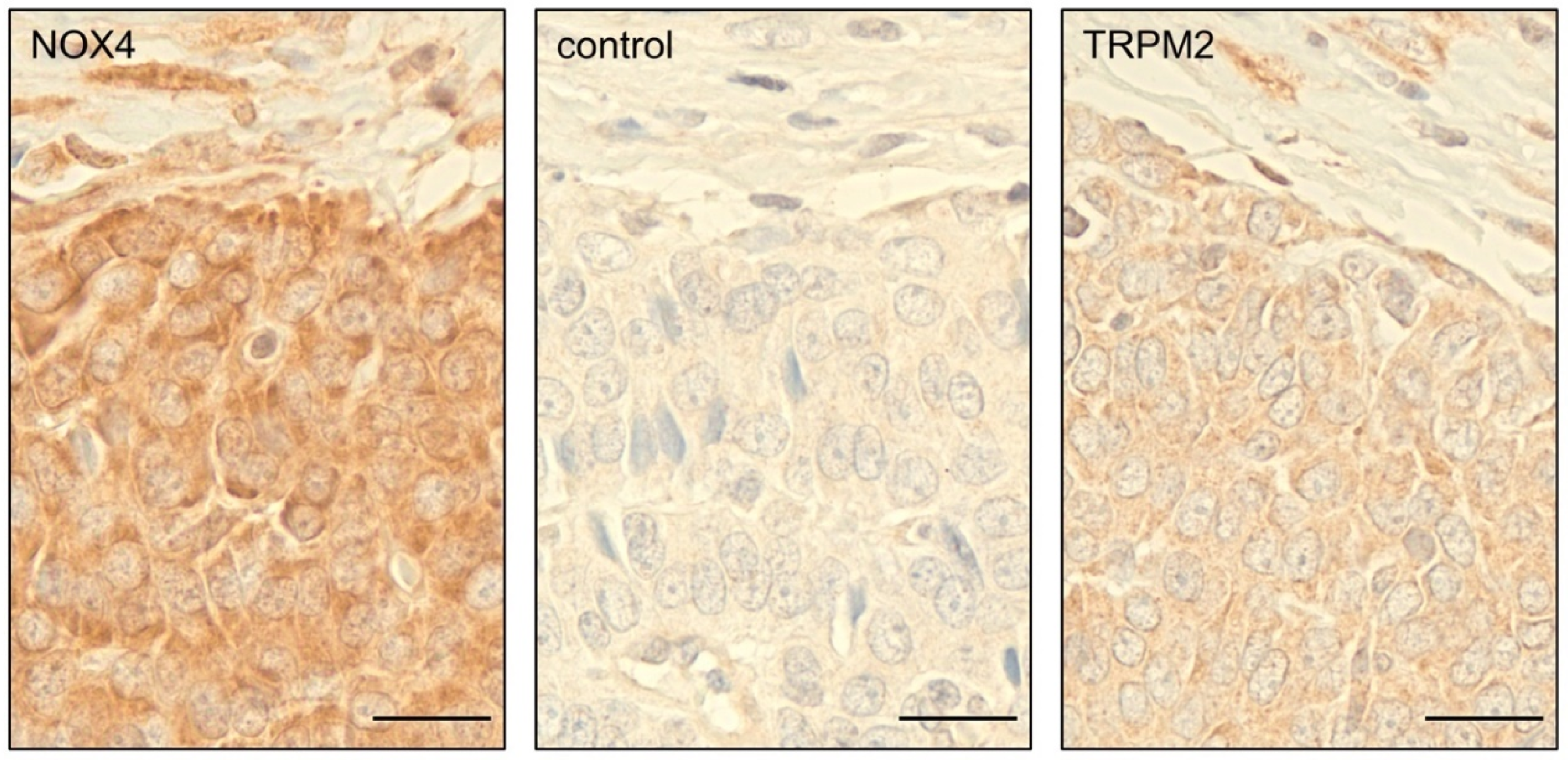 Antioxidants 08 00518 g006 Antioxidants 08 00518 g006