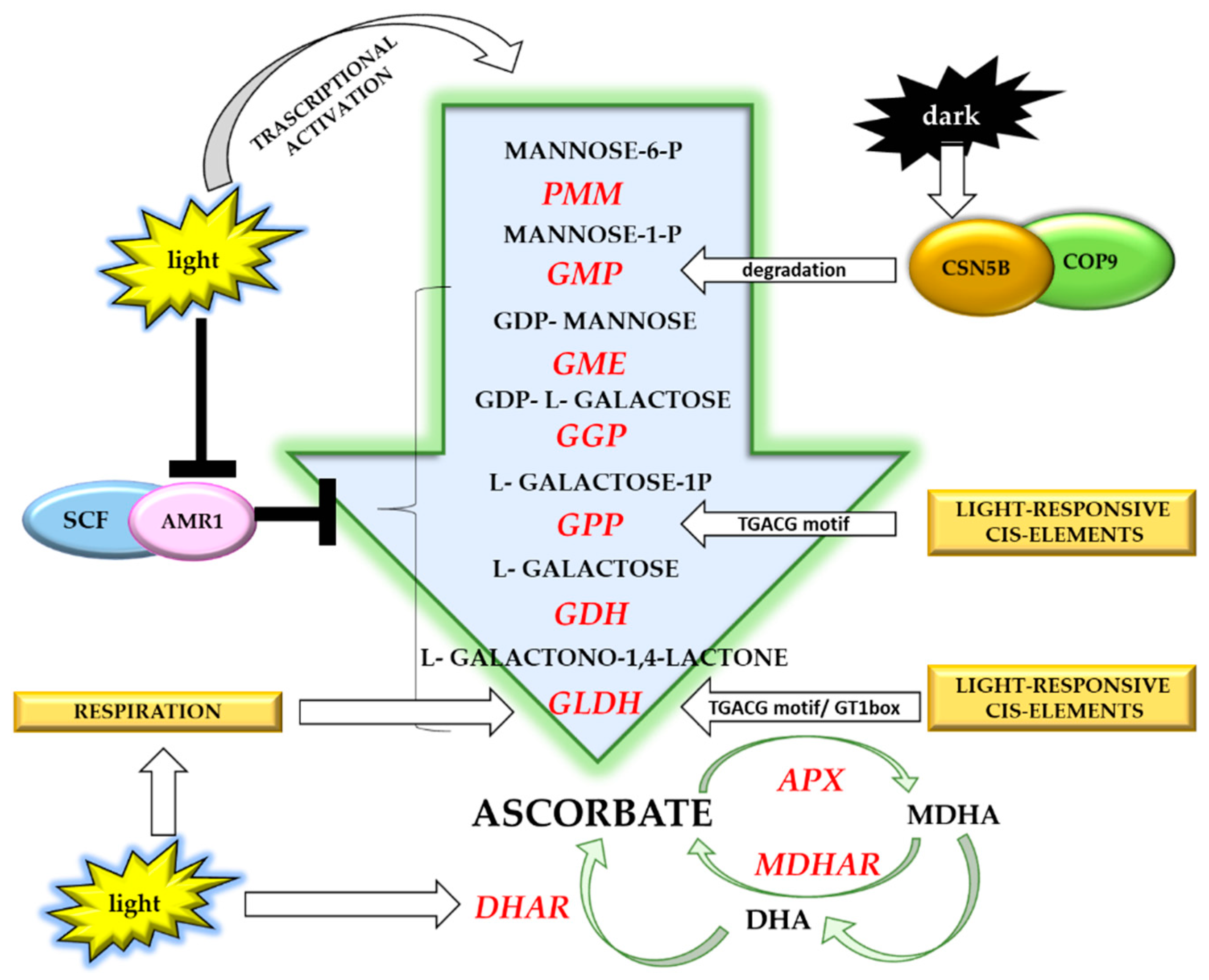 Antioxidants 08 00519 g003