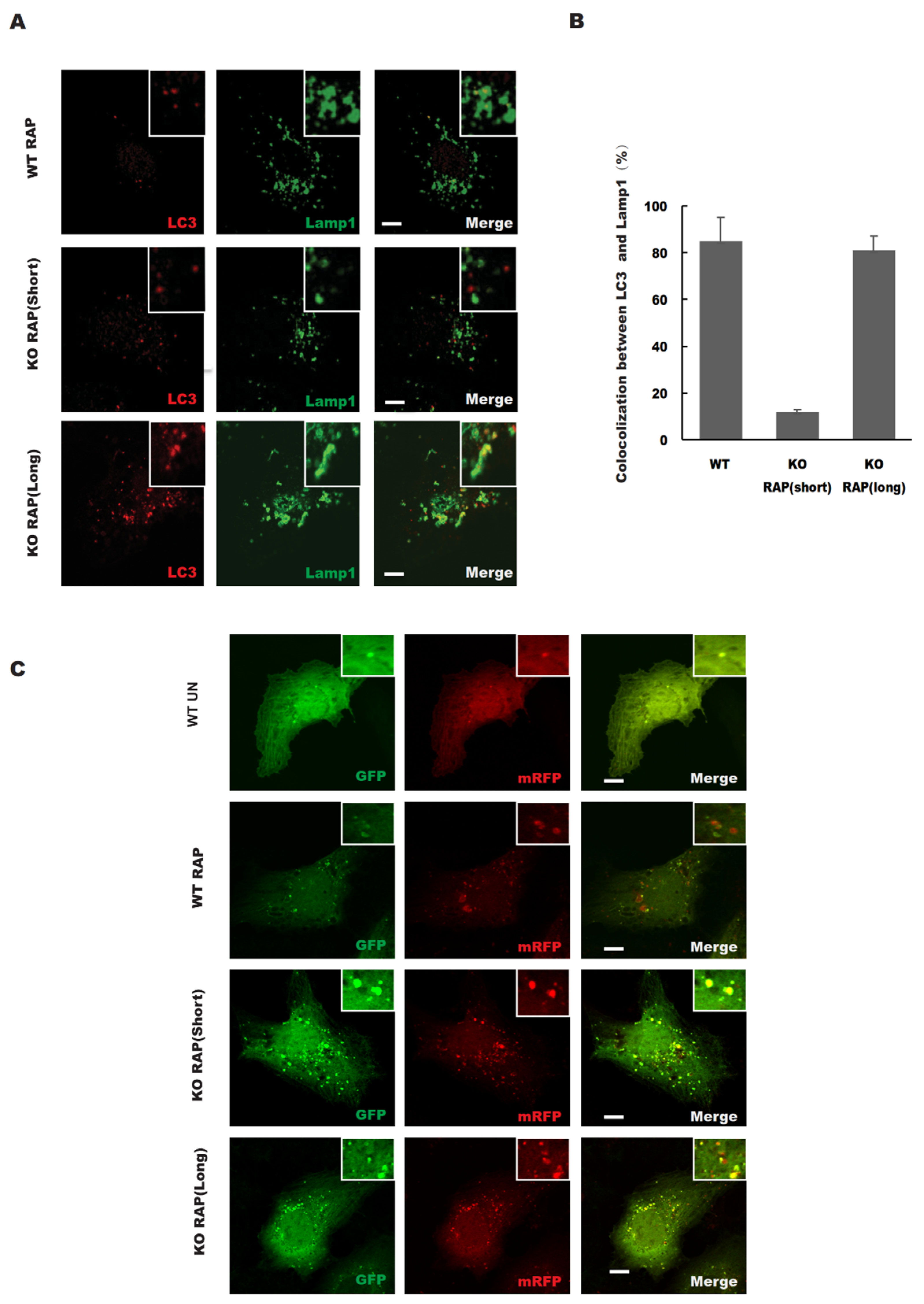 Antioxidants 08 00522 g003