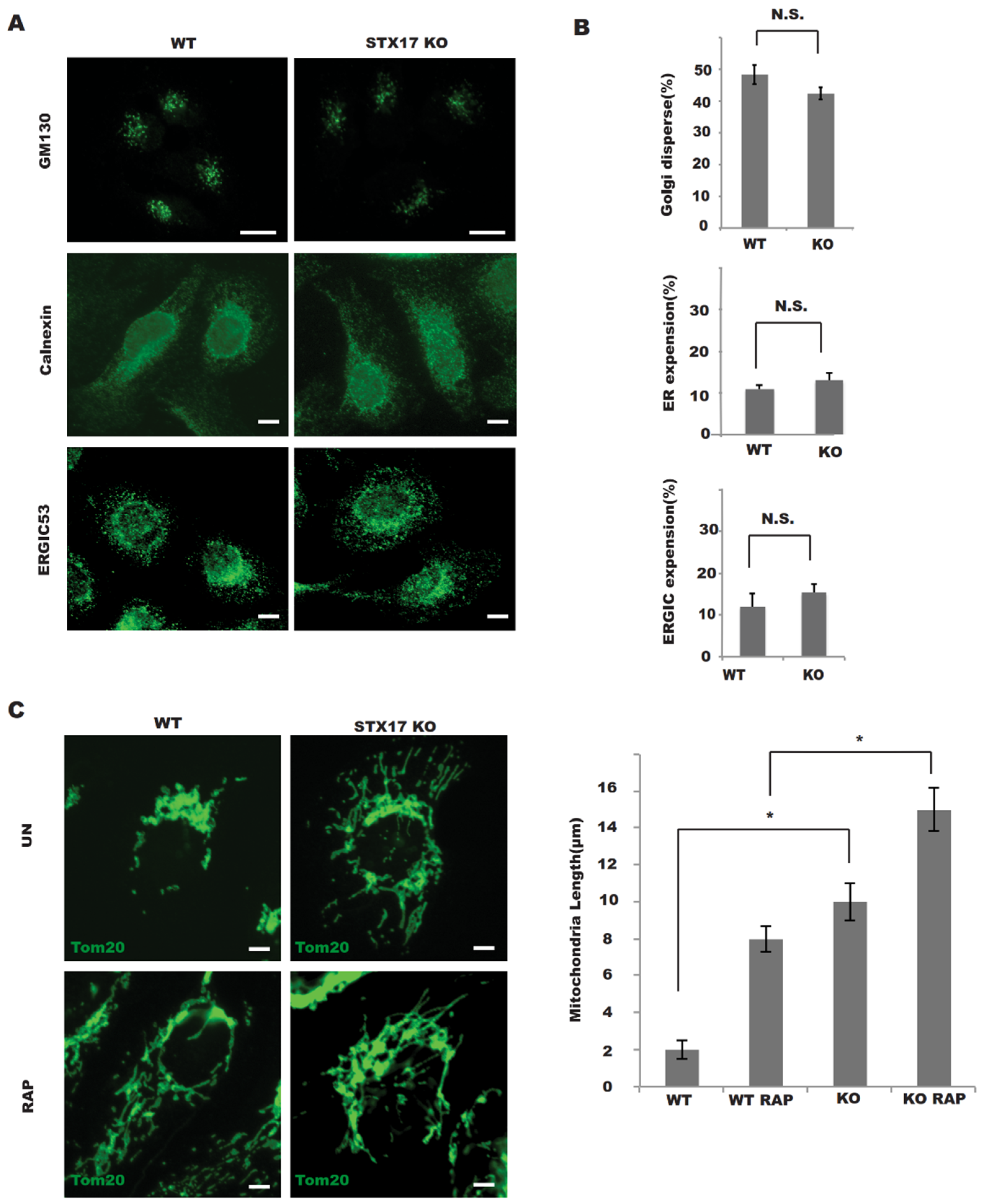 Antioxidants 08 00522 g004