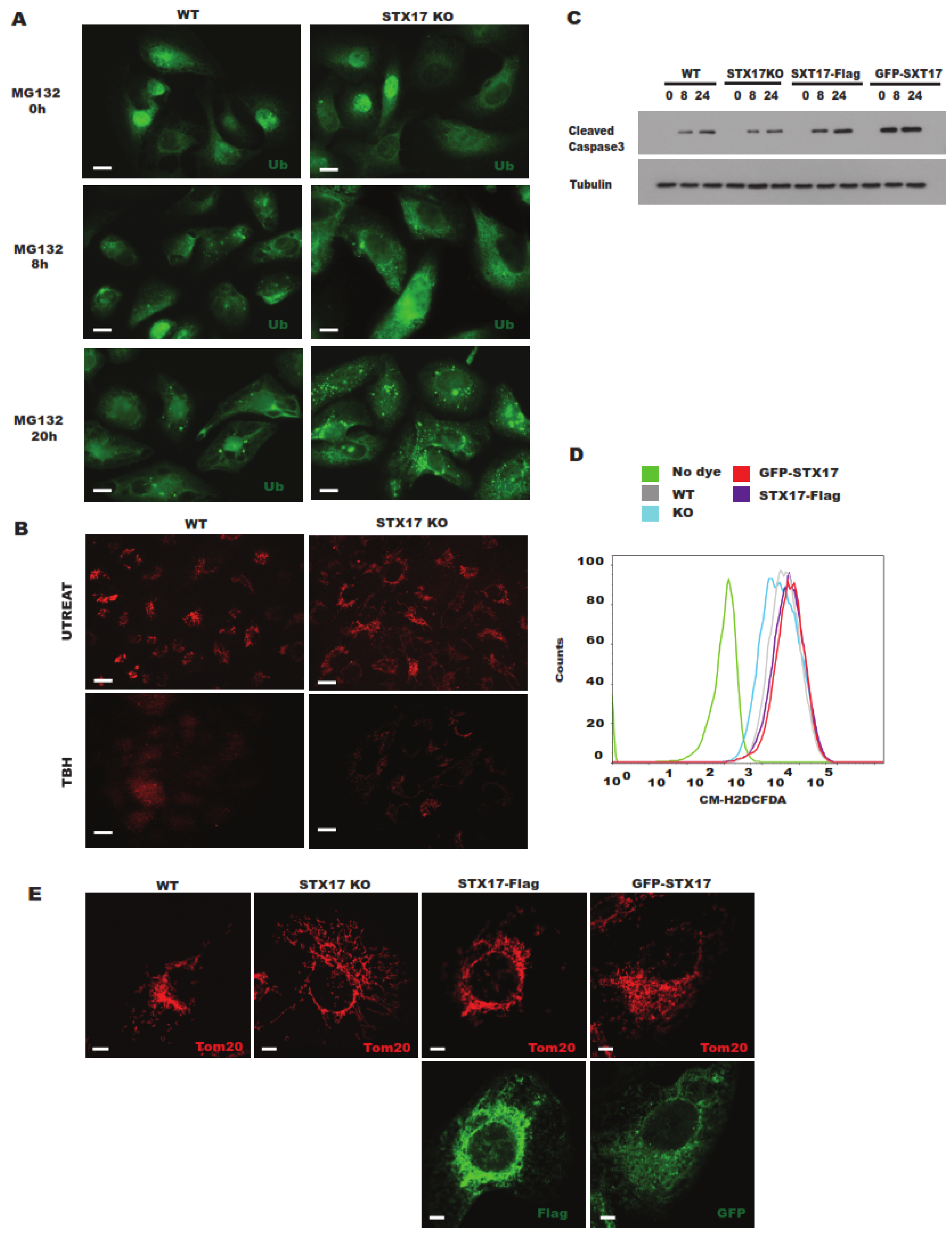 Antioxidants 08 00522 g005