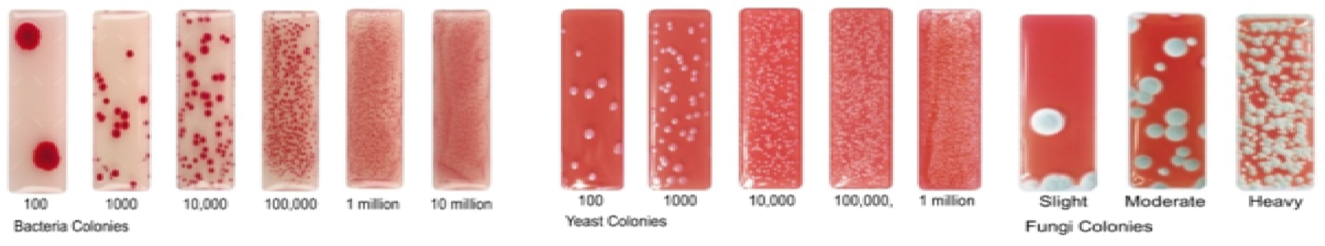 Antioxidants 08 00536 i001 Antioxidants 08 00536 i001