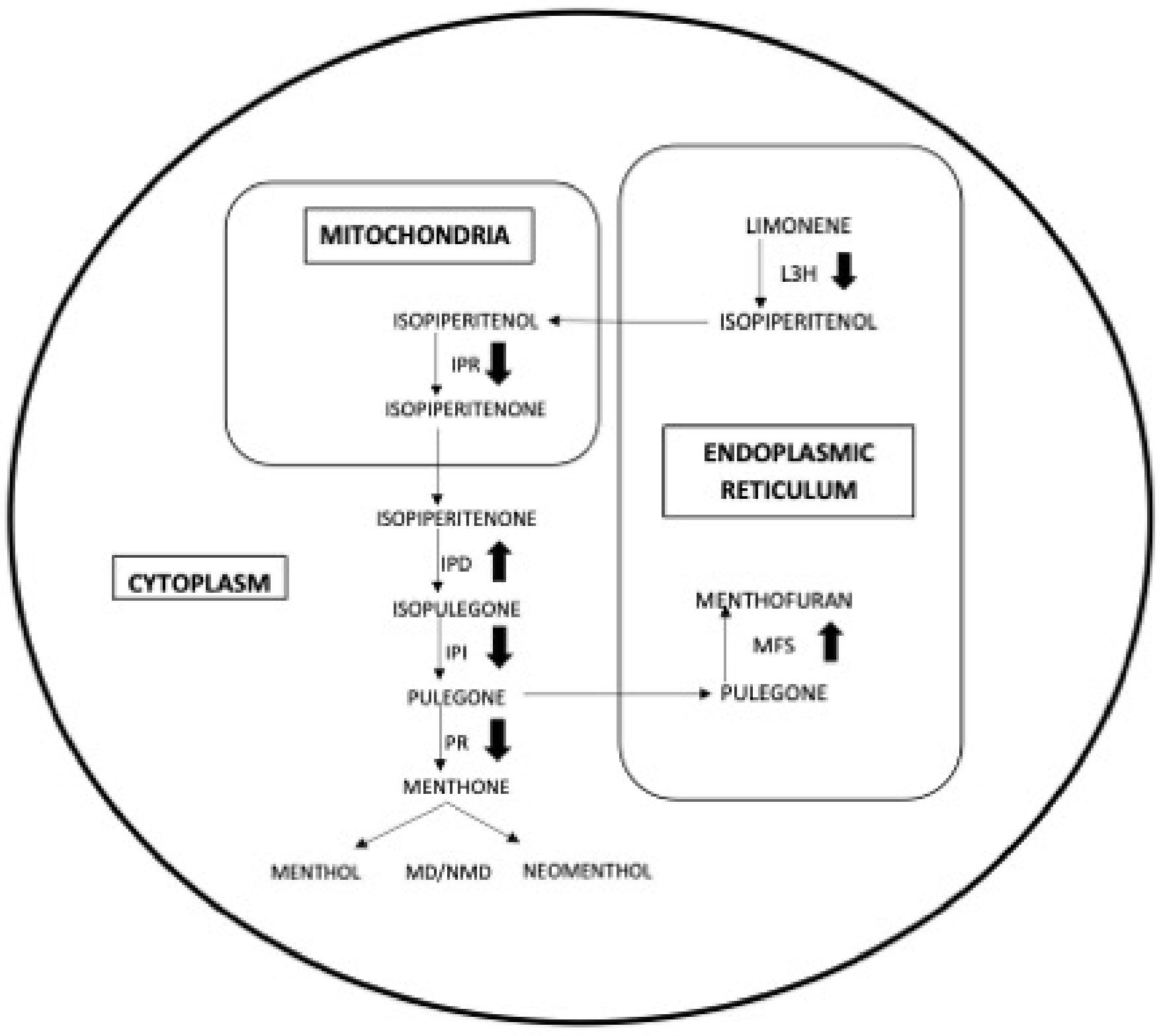 Antioxidants 08 00547 g006 550