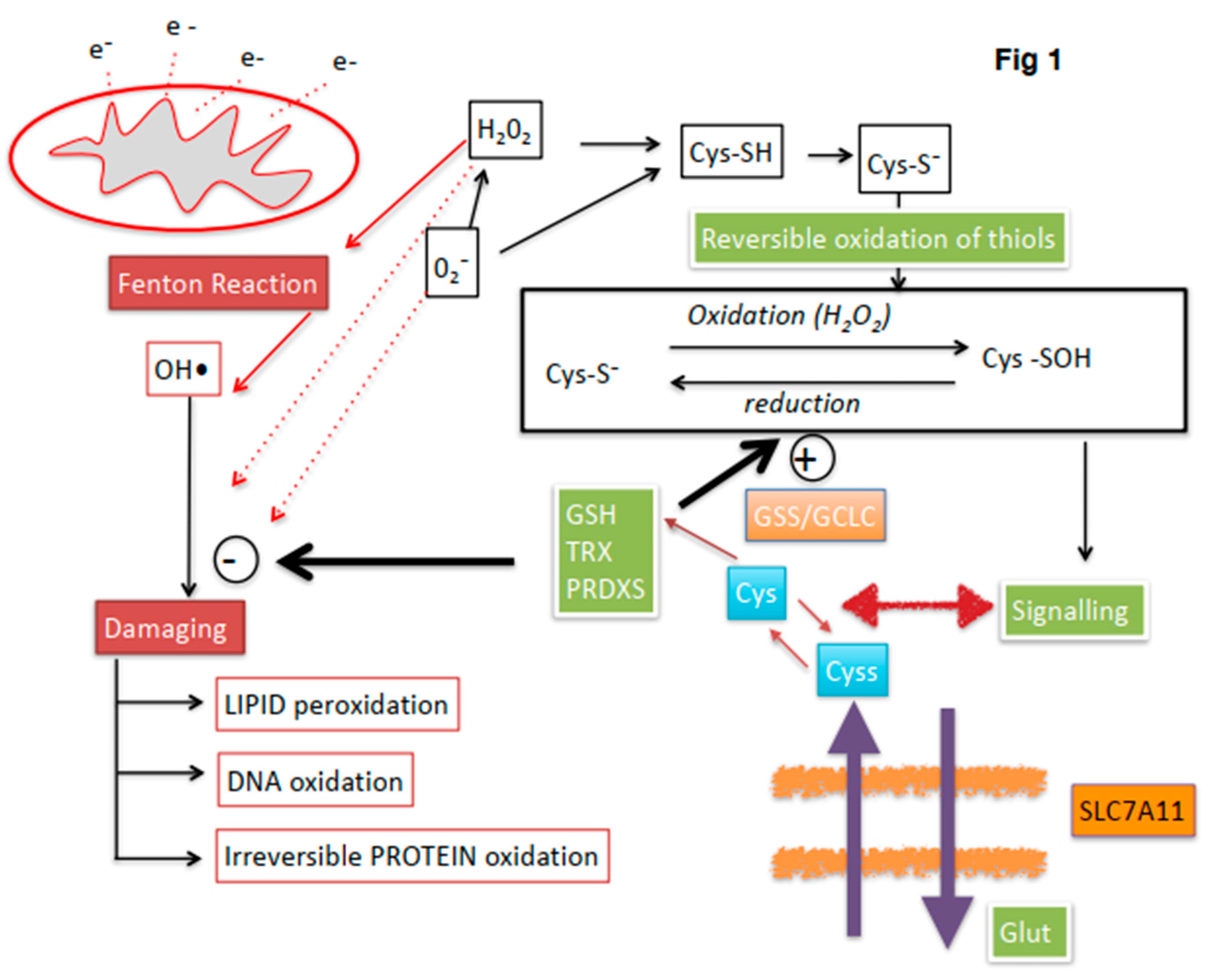 Antioxidants 08 00567 g001