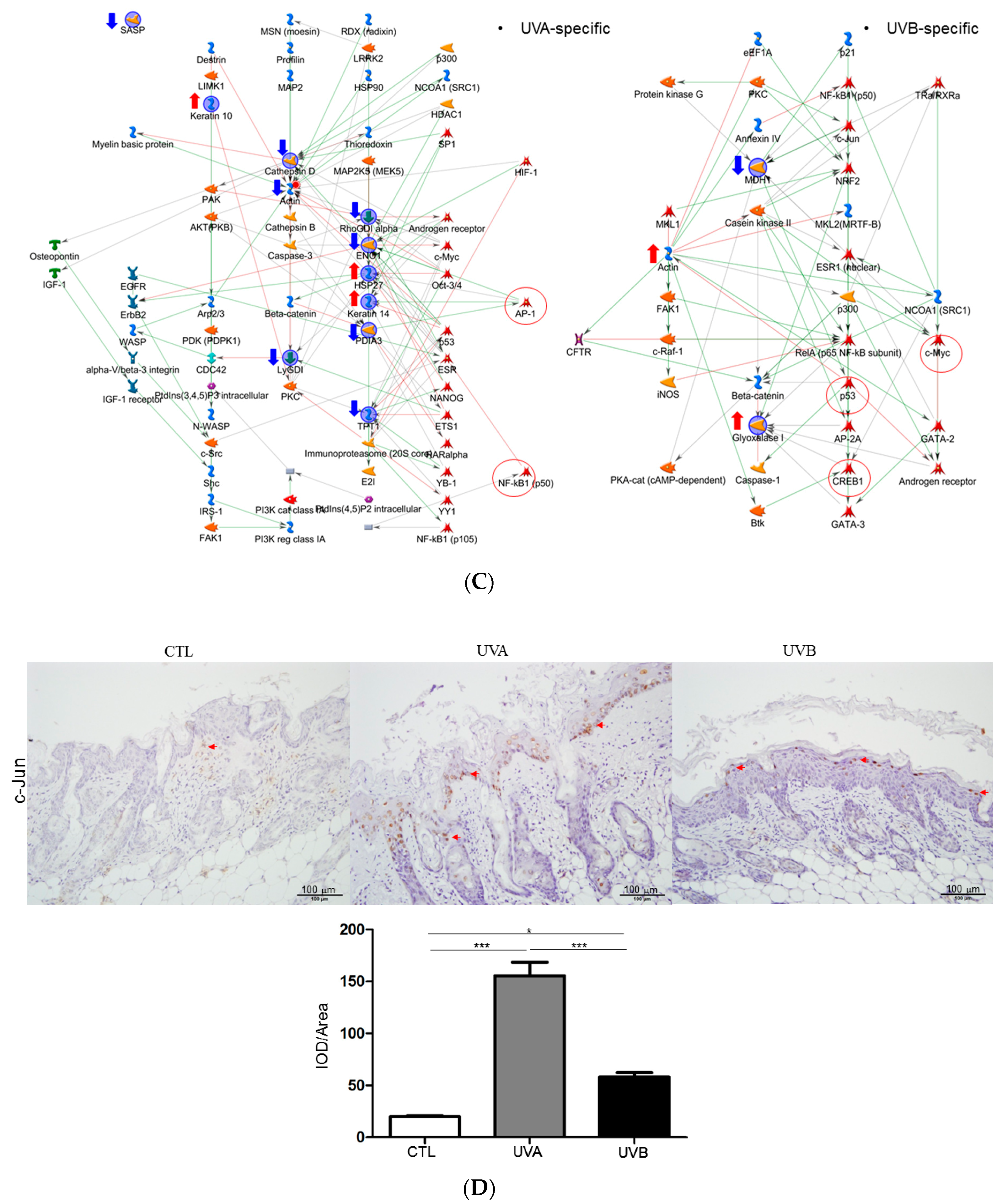 Antioxidants 08 00569 g005b Antioxidants 08 00569 g005b