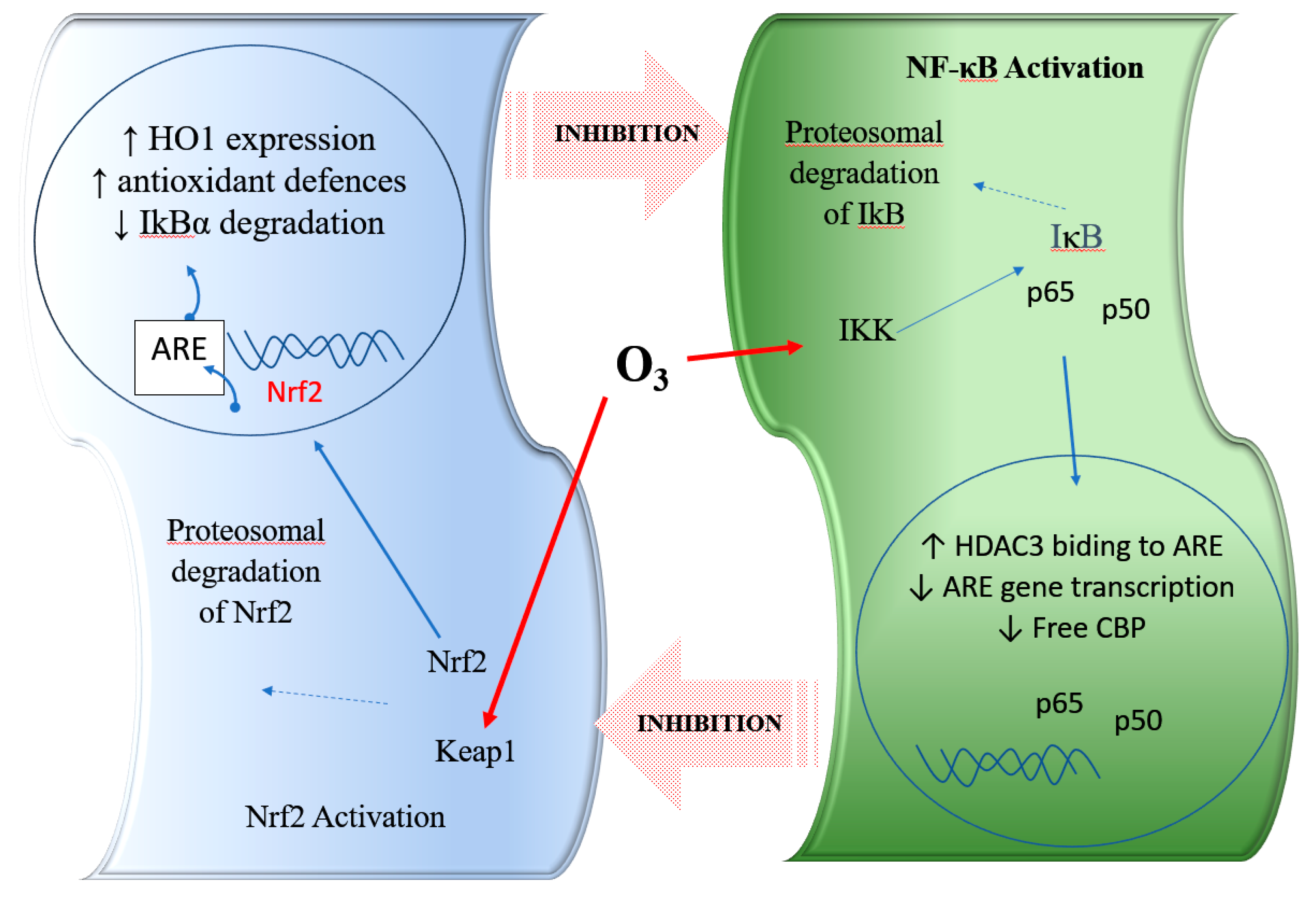 Antioxidants 08 00588 g001 Antioxidants 08 00588 g001