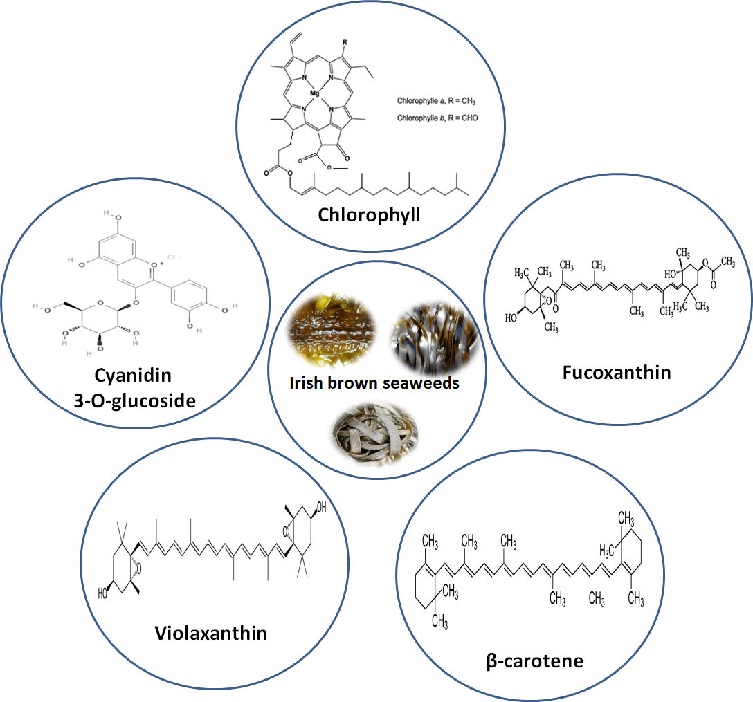 Antioxidants Free FullText InVitro Antioxidant Properties of