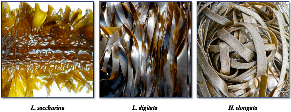 Antioxidants 08 00596 g001