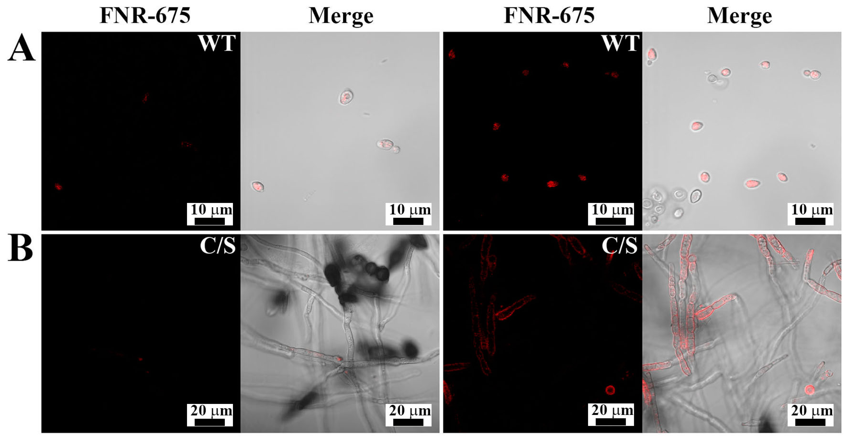 Antioxidants 08 00598 g003 Antioxidants 08 00598 g003